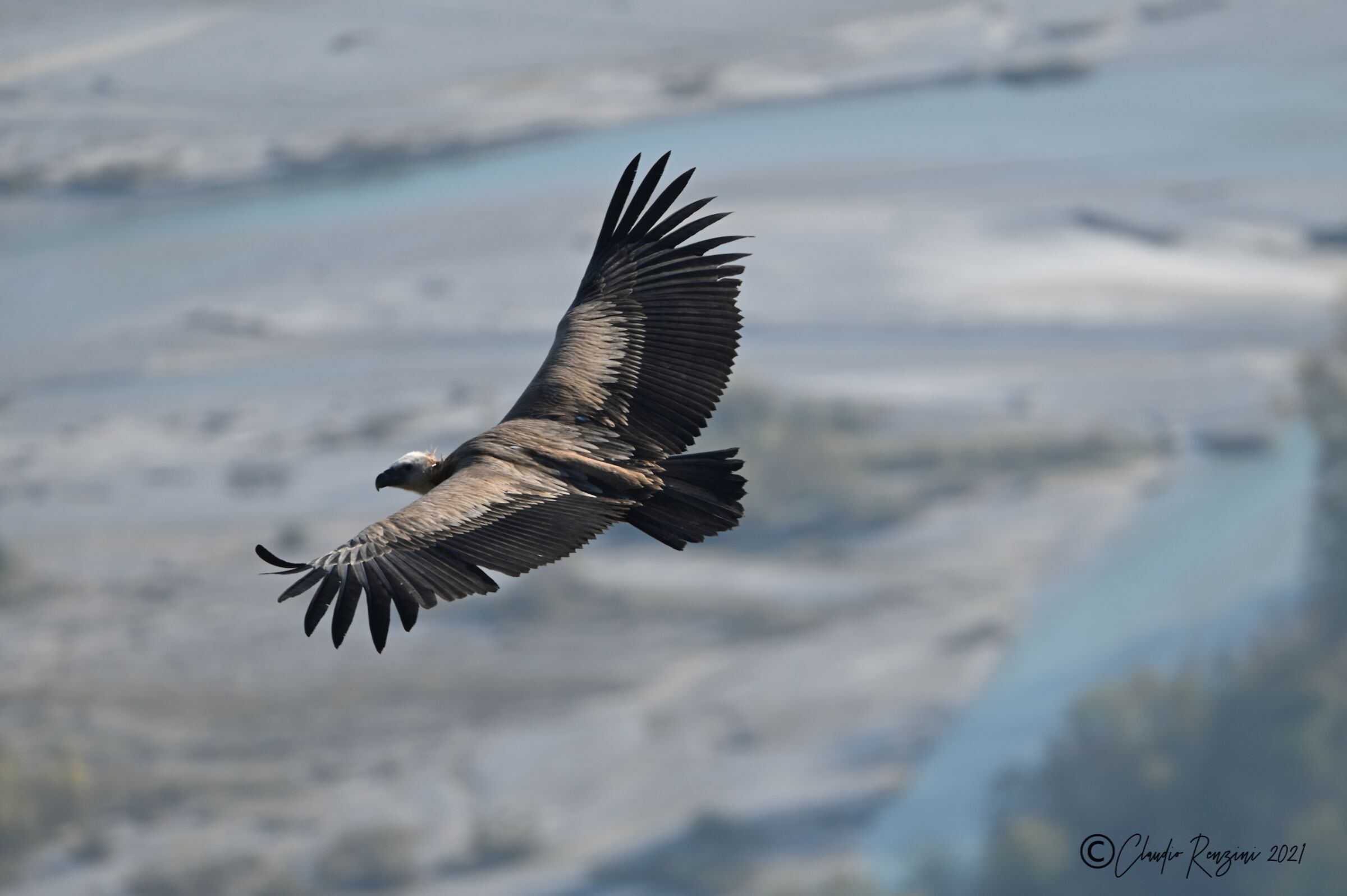 Grifone in volo sul fiume Tagliamento