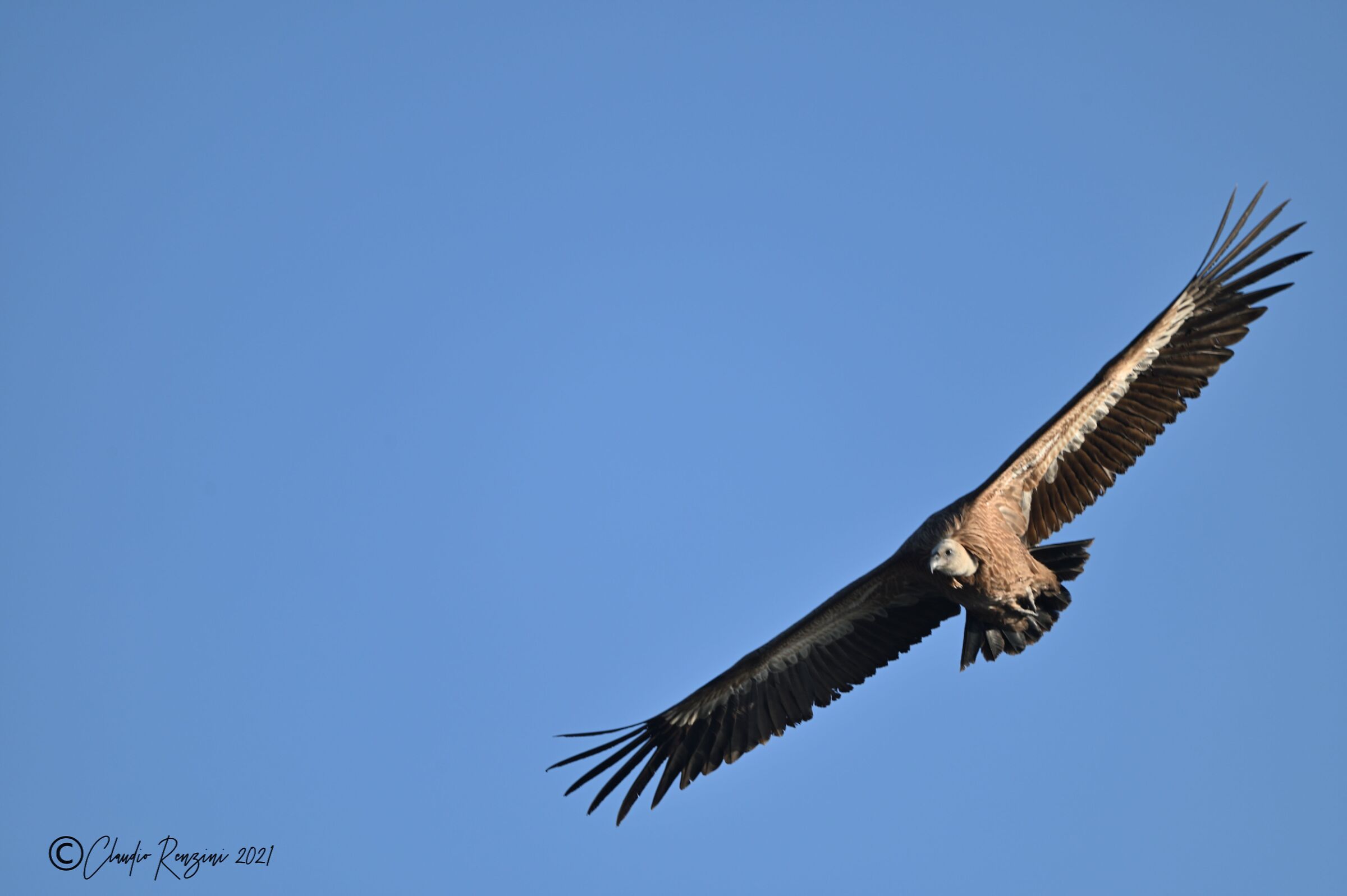 Grifone in volo al tramonto