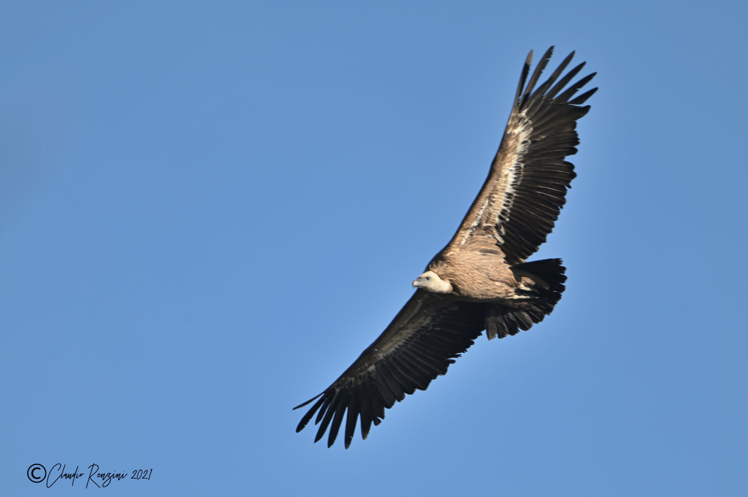 Grifone in volo al tramonto