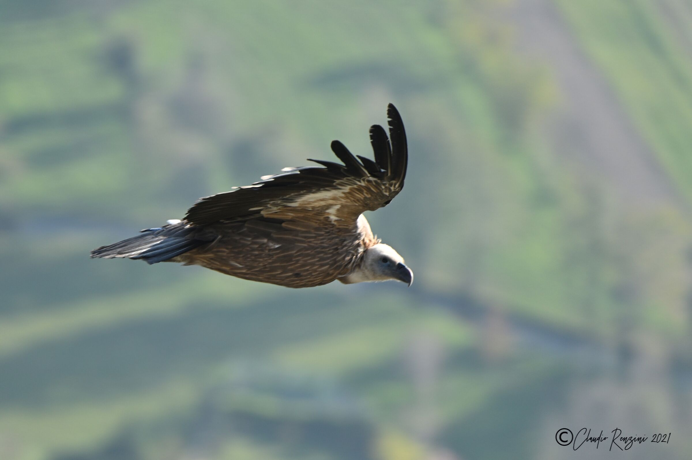 Griffon in flight at sunset