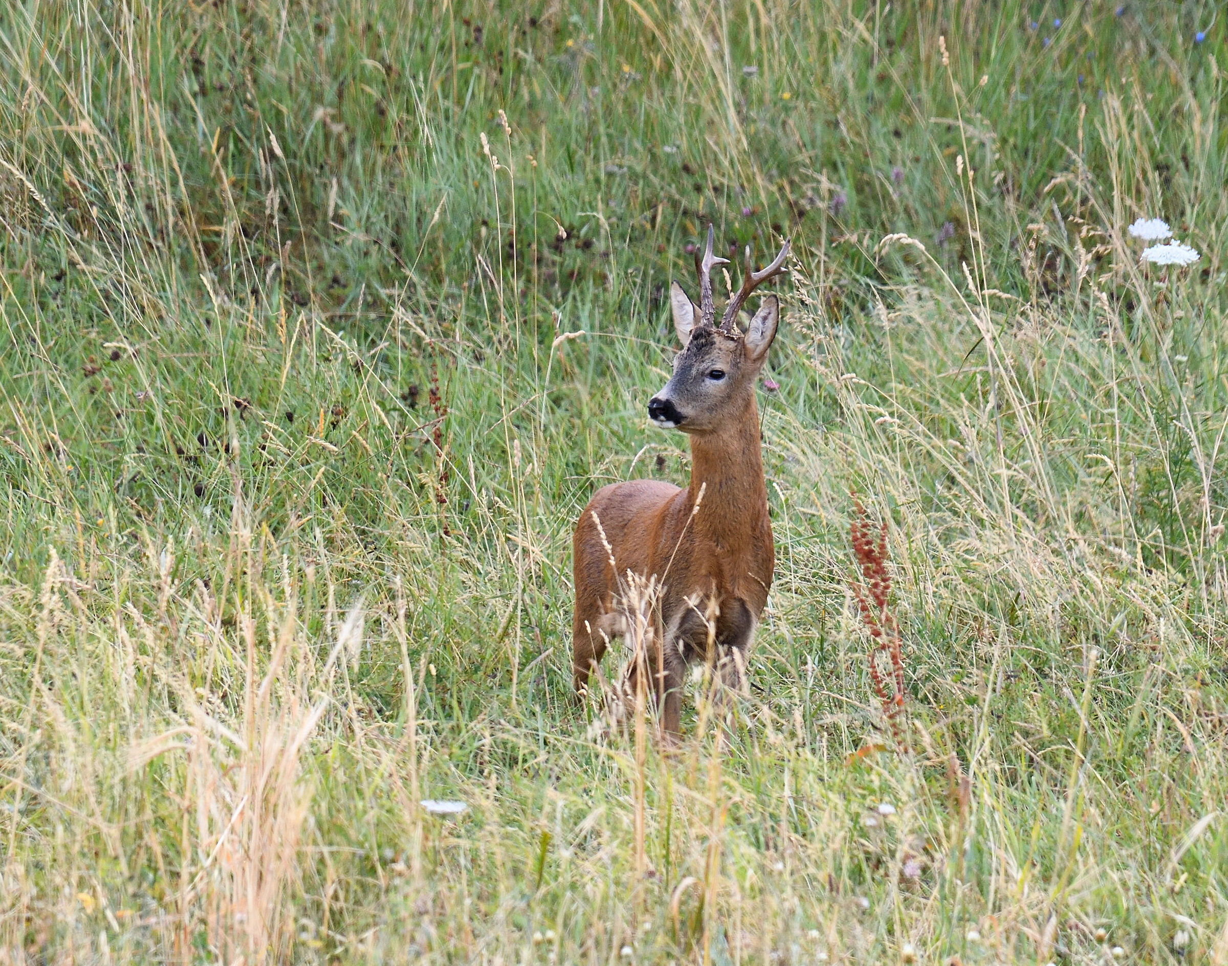 Roebuck