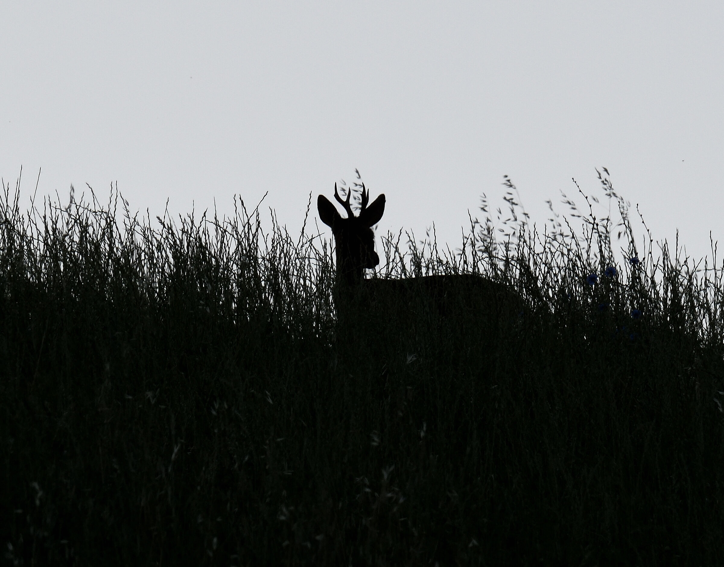Roe deercontroluce