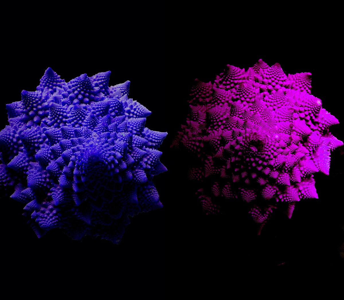 fractal colorful broccoli