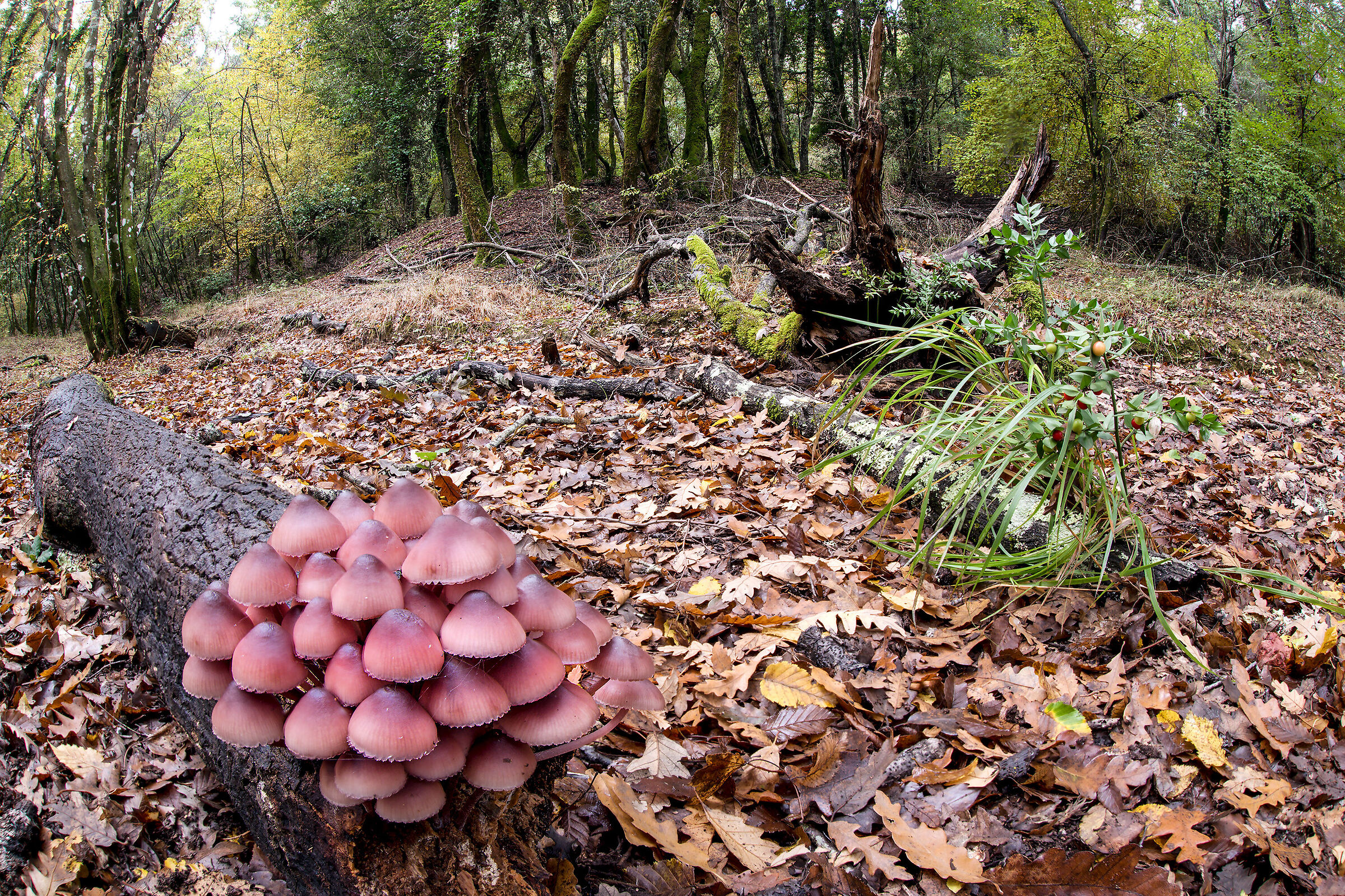 Mycena haematopus