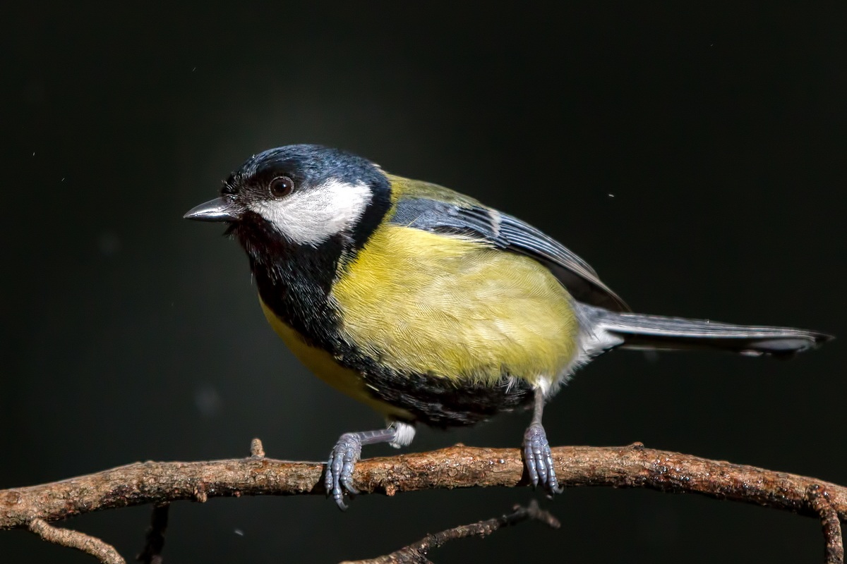 titmouse under the sleet