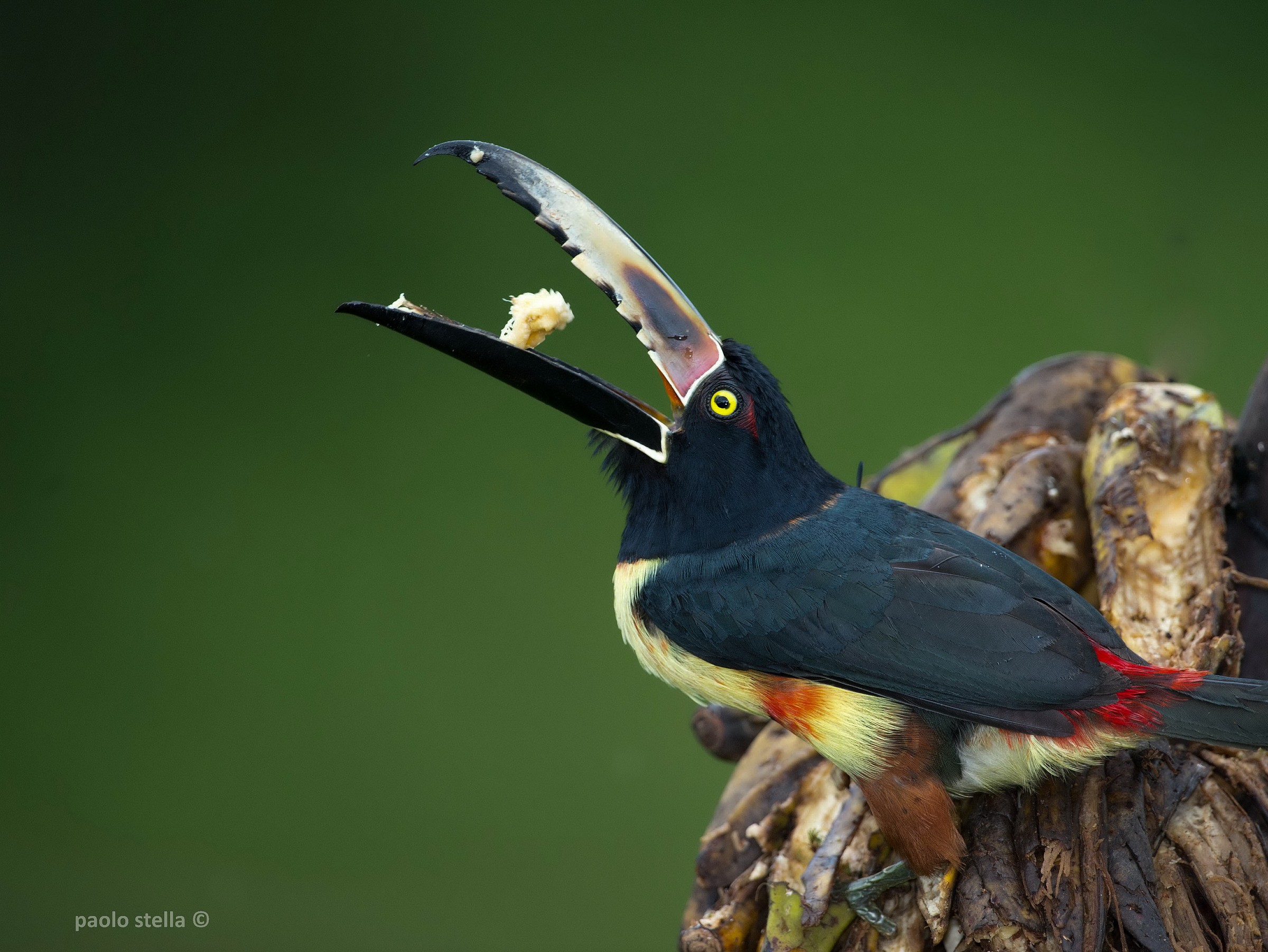 Collared Aracari