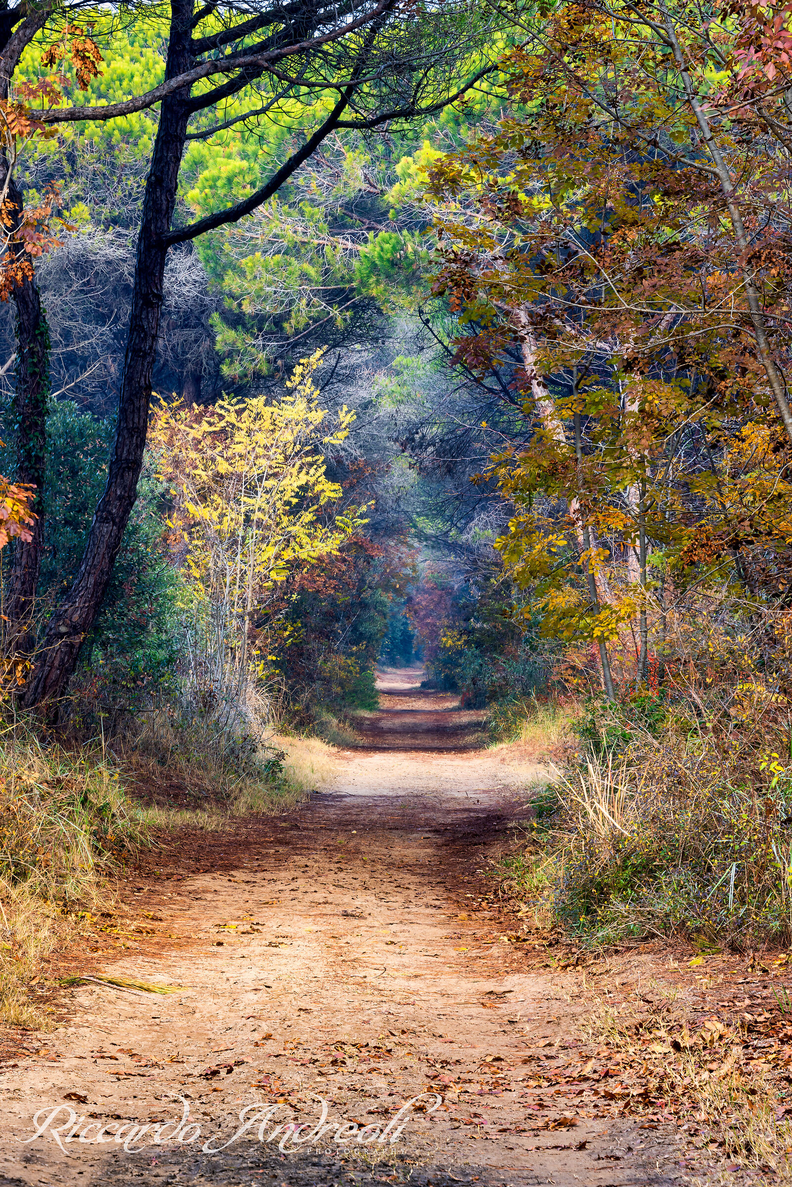 Autumn tunnel