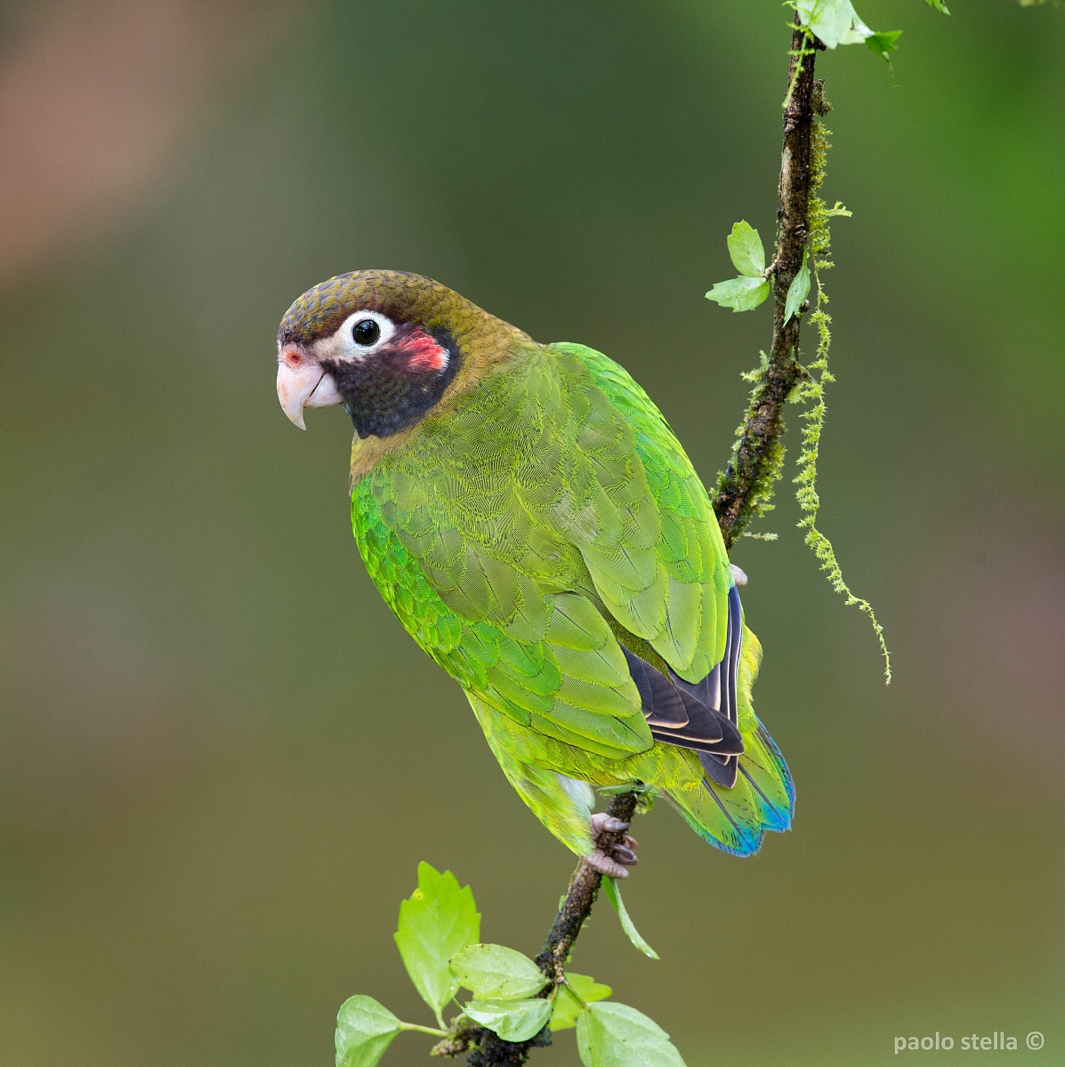 Brown-hooded Parrot