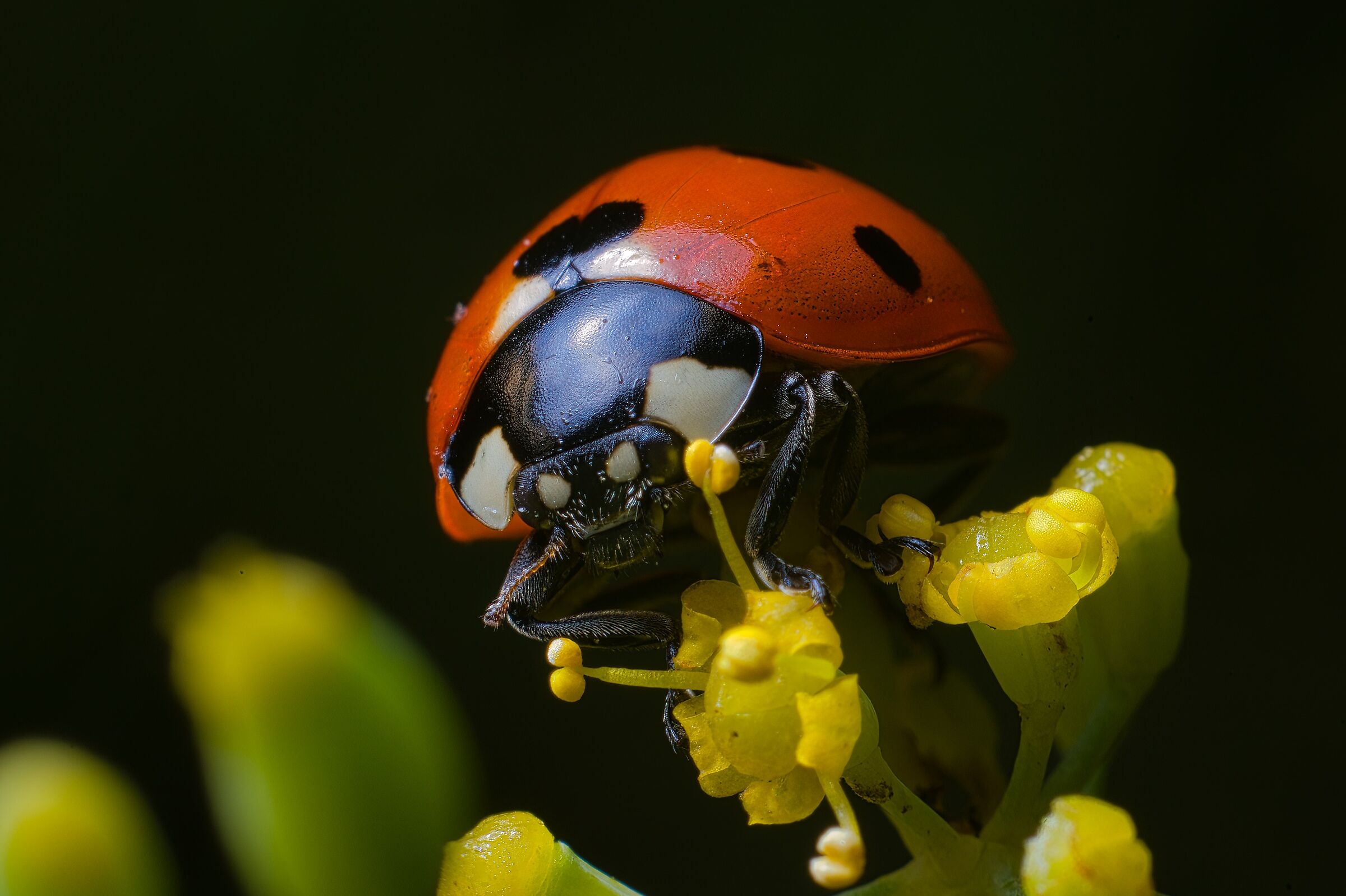 Coccinella