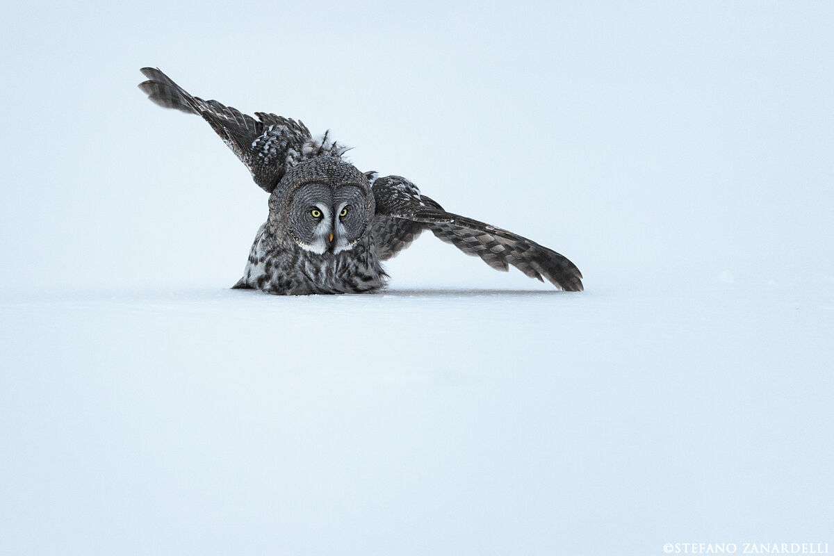 Lapland Owl