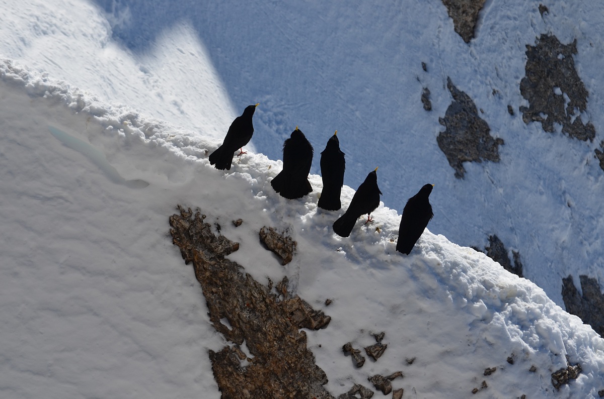 Pigeons in the Dolomites