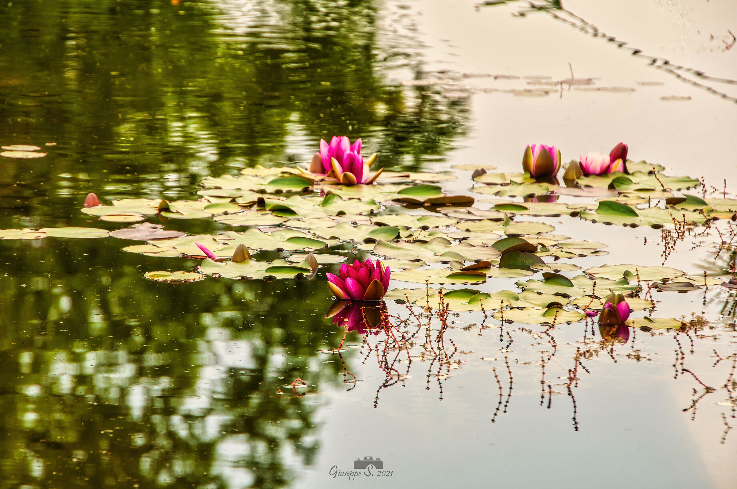 Ninfee al parco Sigurtà