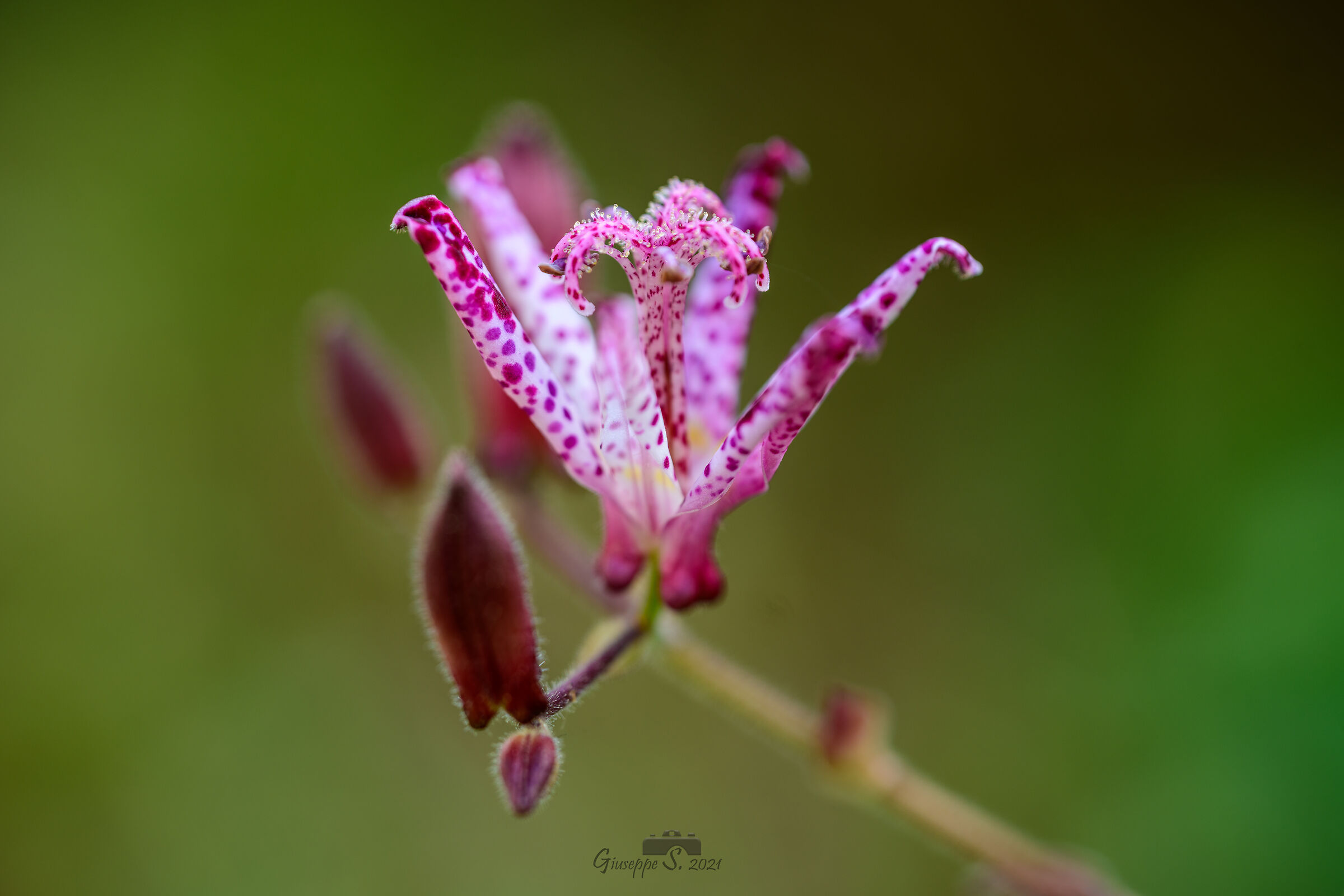 Tricyrtis Hirta