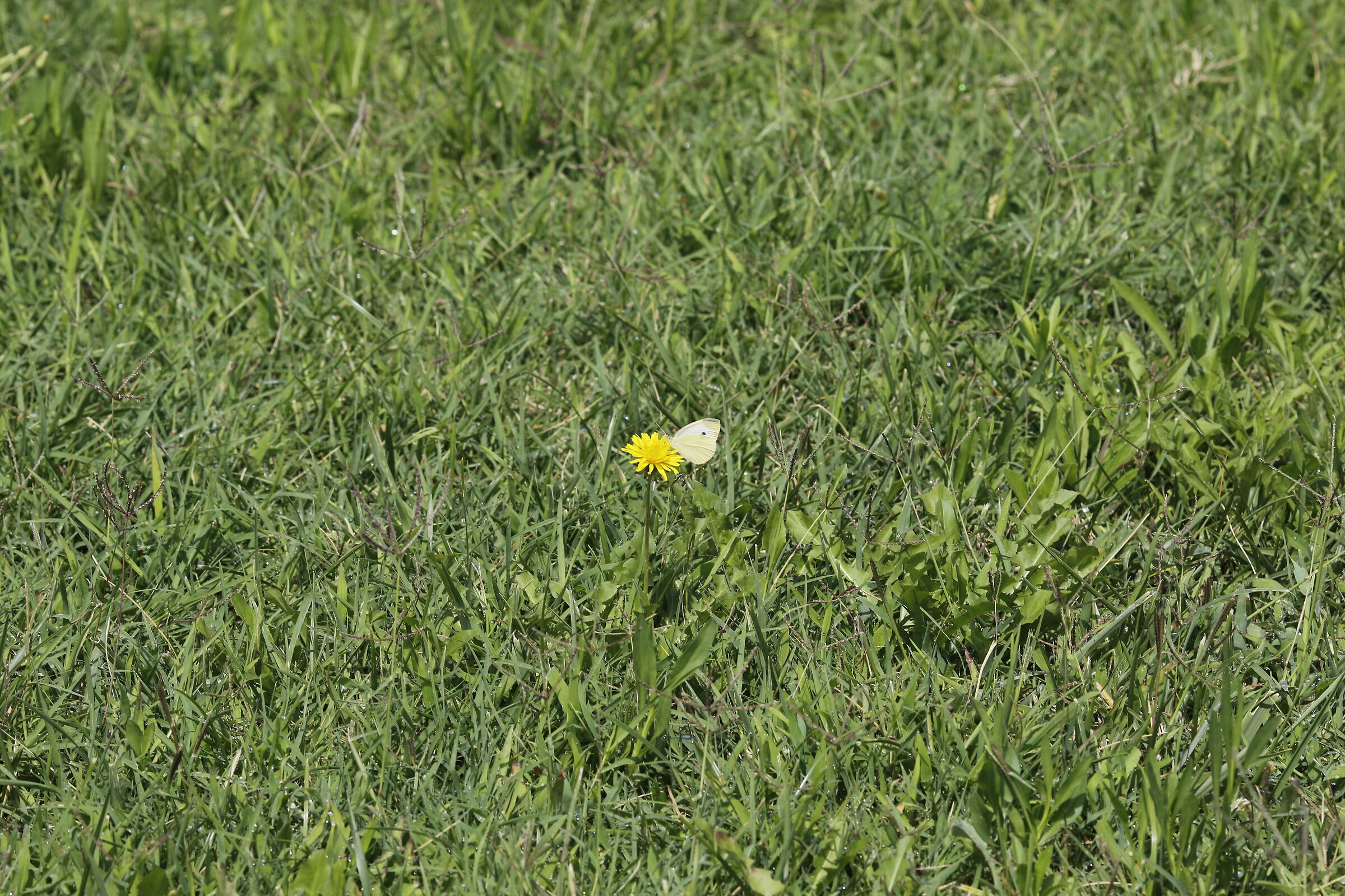 Canon 7d II / 135 F.2 L