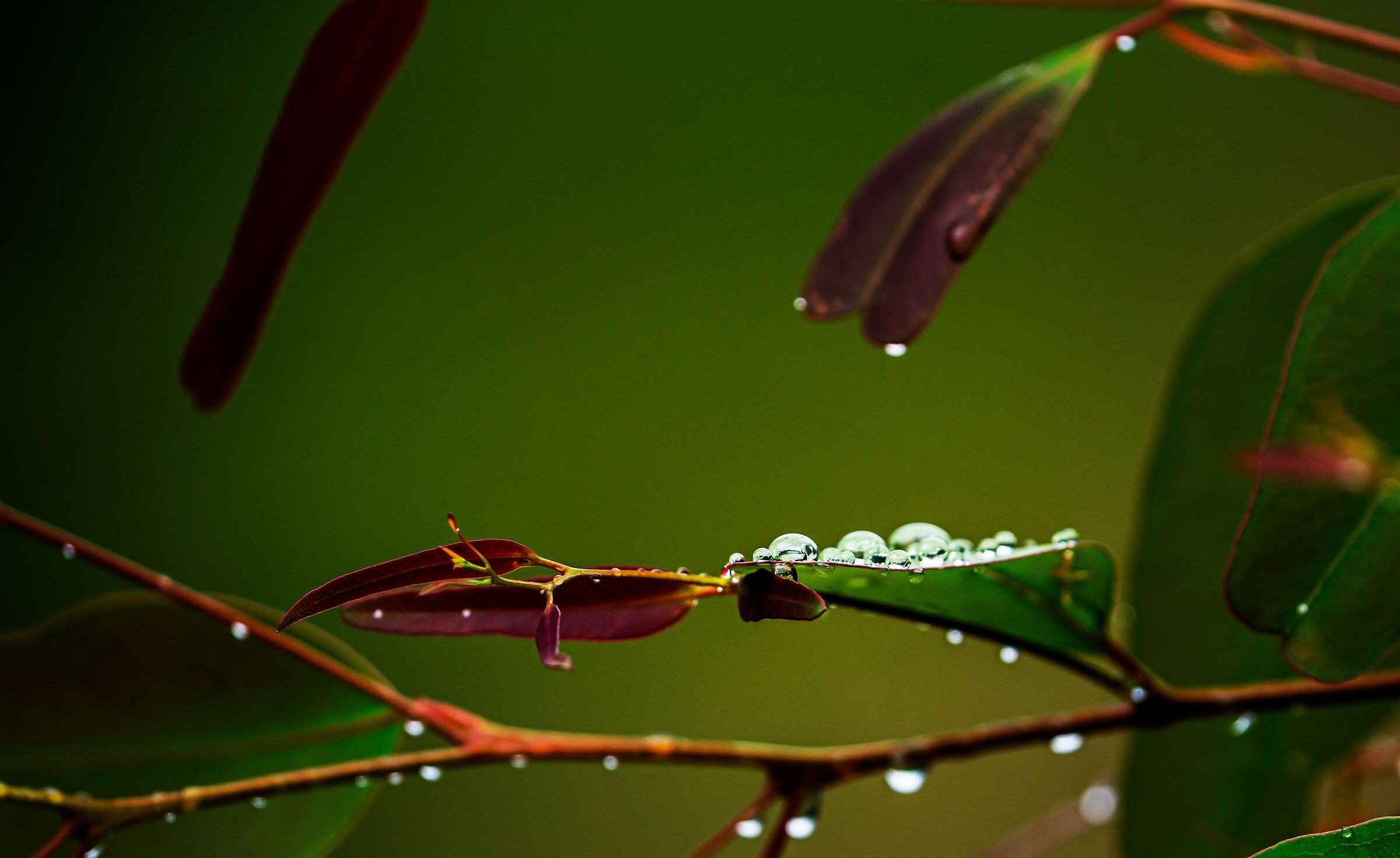 Drops
