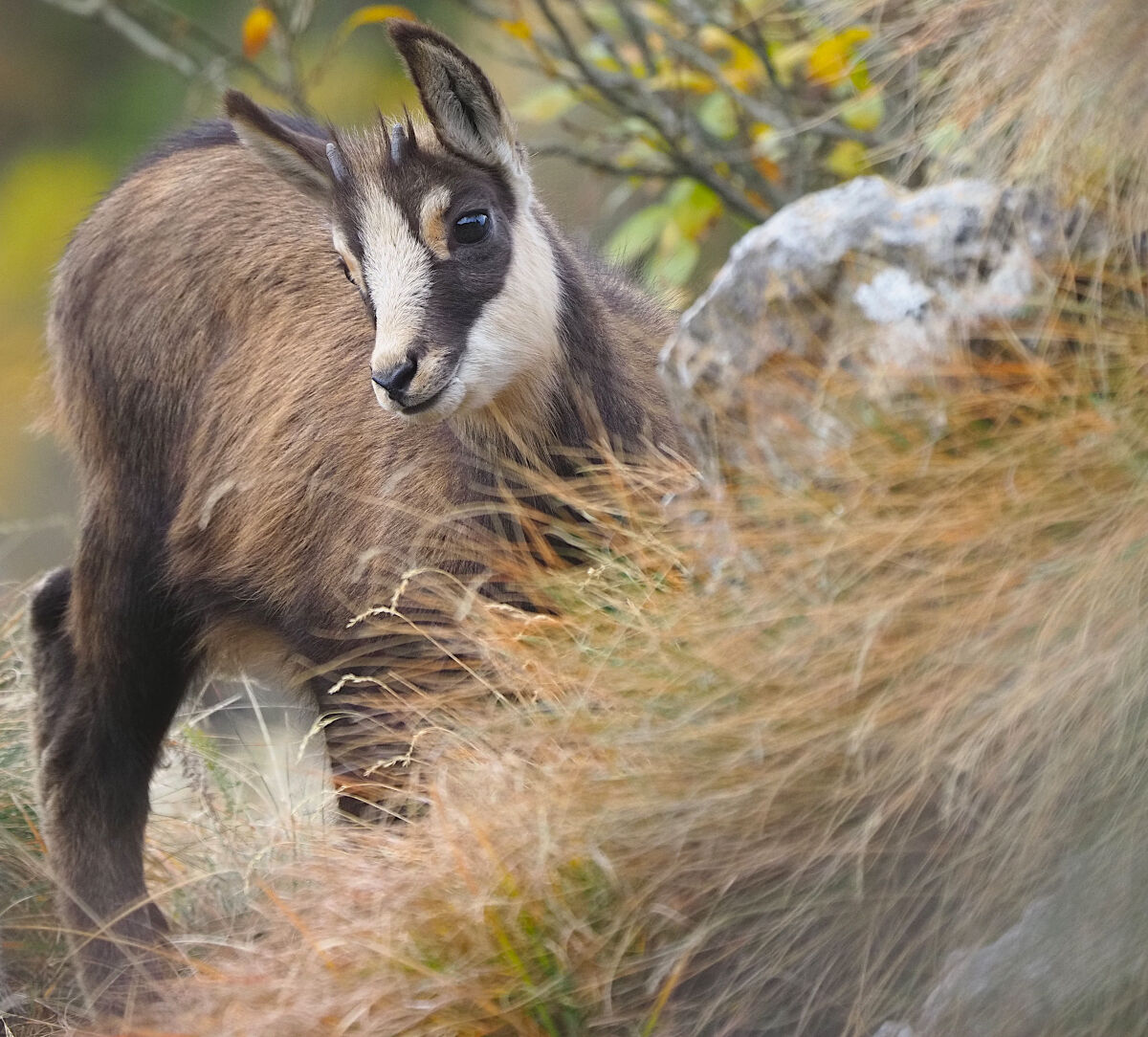 Cucciolo ( so close to me )