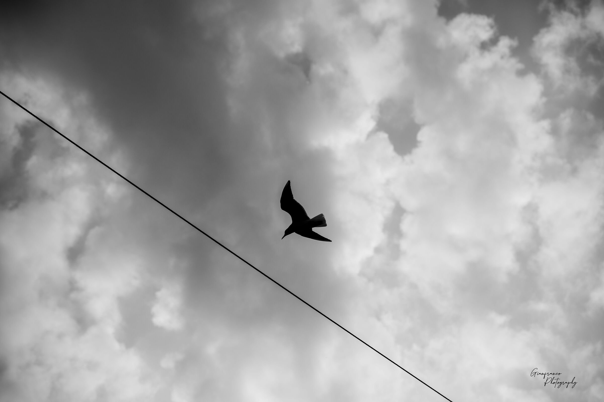 Lines and silhouettes