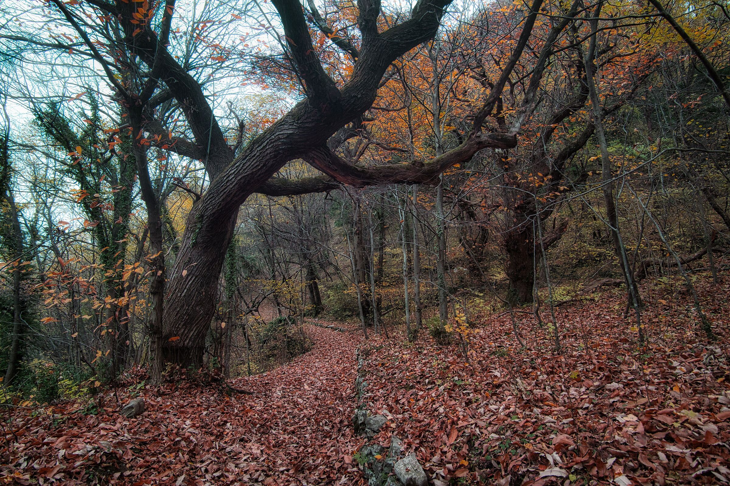 forest