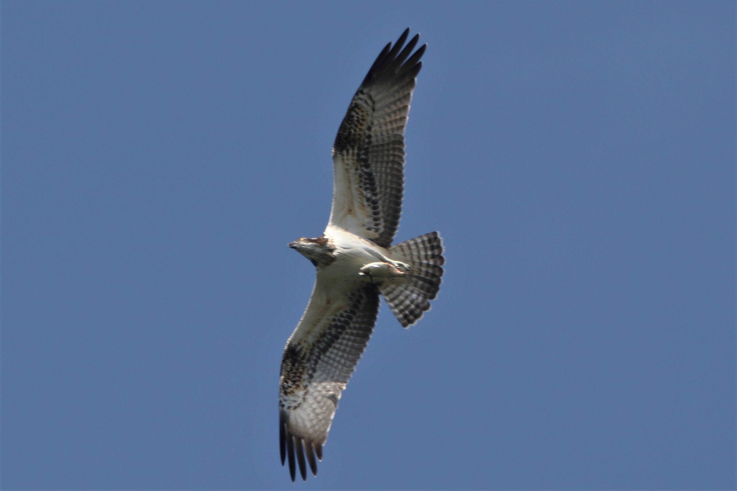 Osprey with prey 261