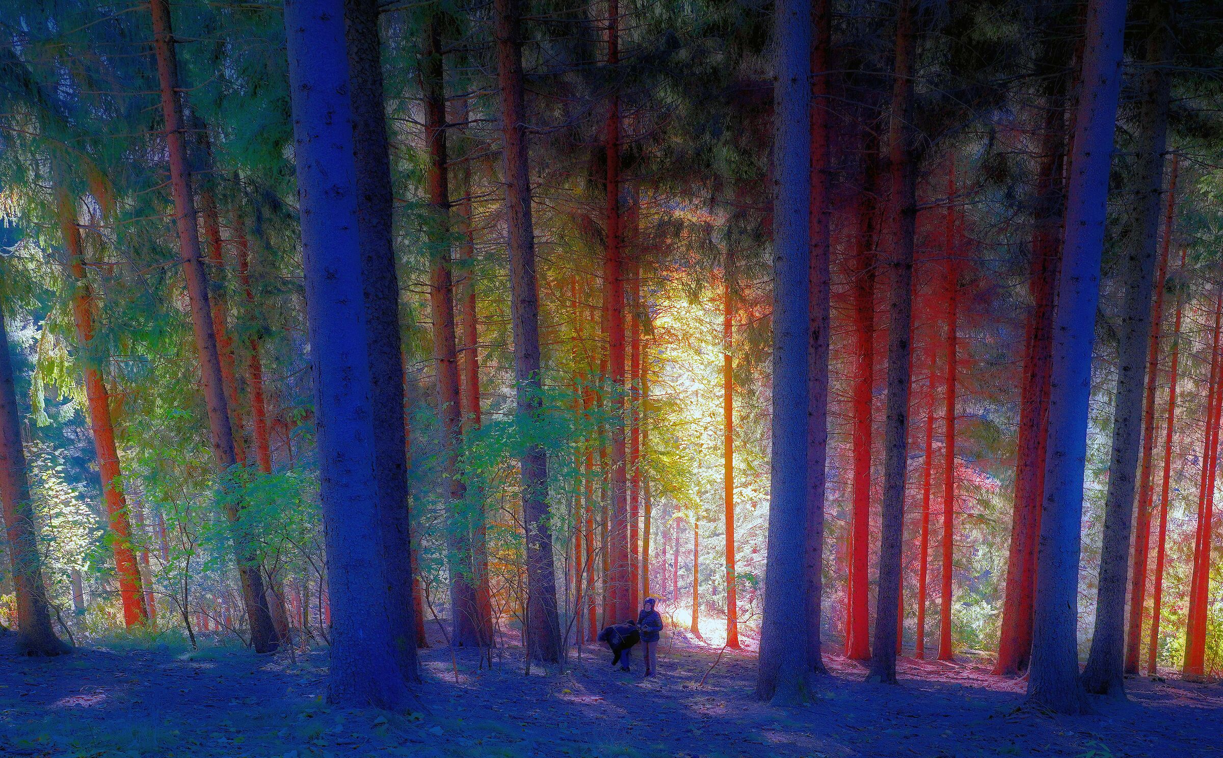The colors of the Forest