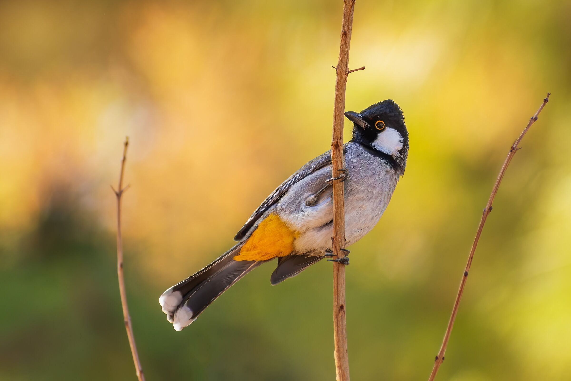 Bulbul dalle orecchie bianche