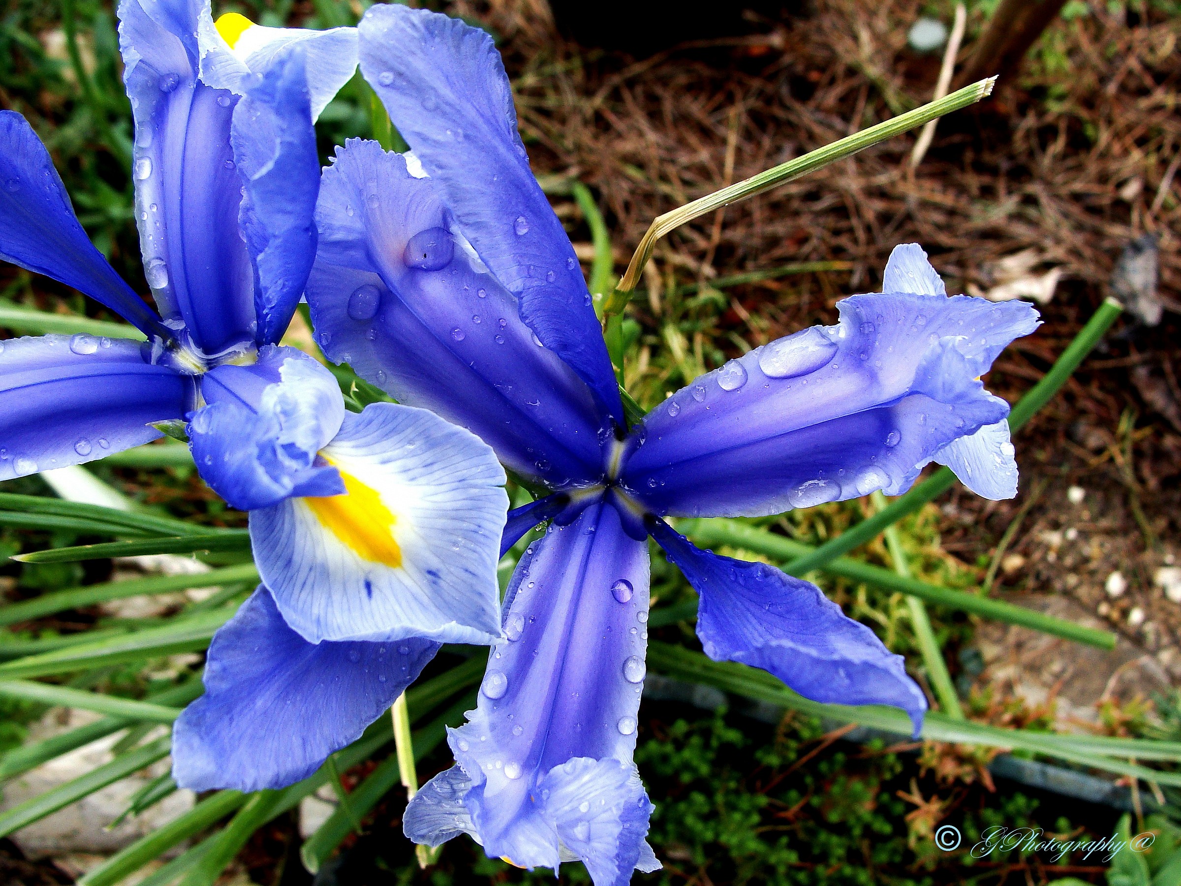 The iris, the rain, the photo.