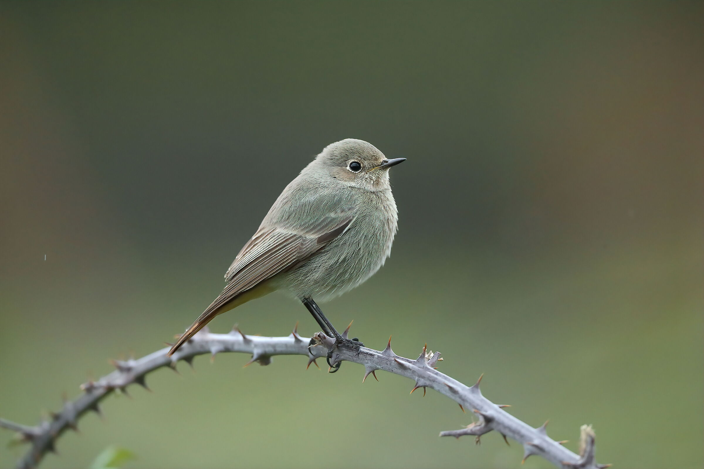 Black redstart