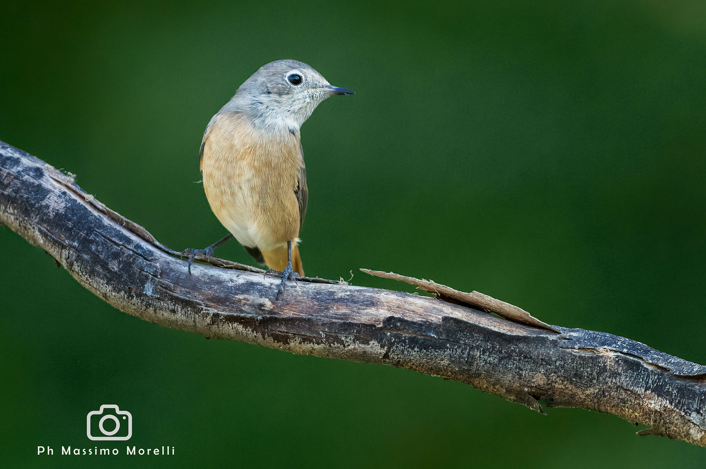 Redstart (Phoenicurus phoenicurus)