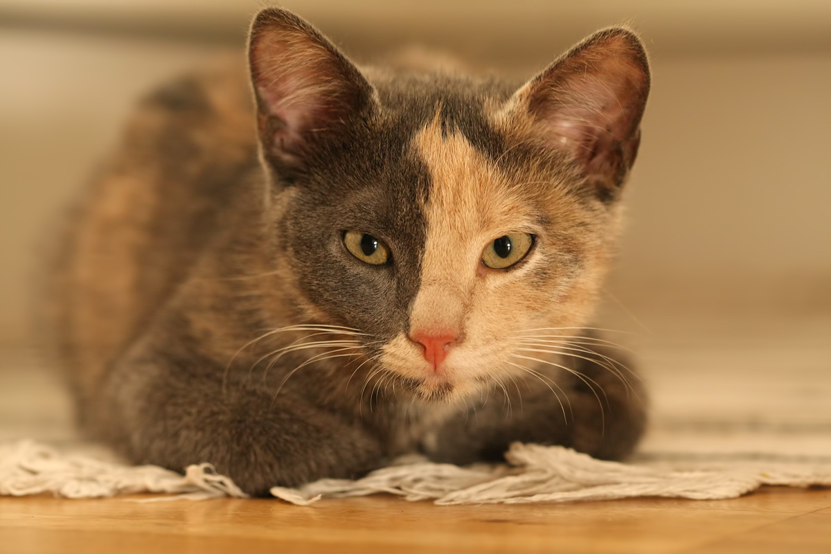 Vespa (My cat) - 2011 -