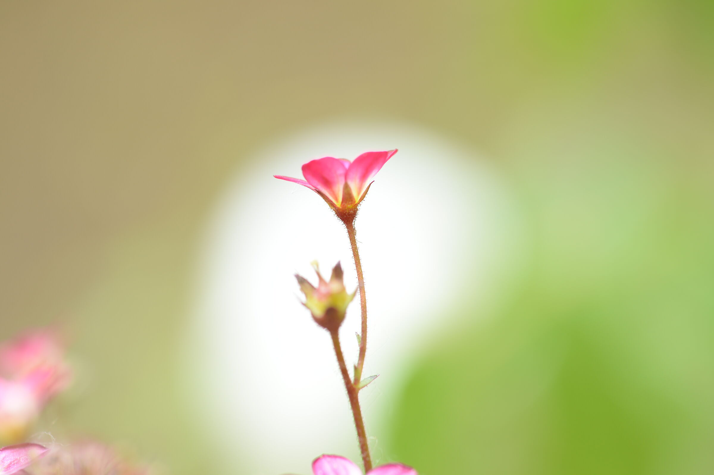 Fiore con colori pastello