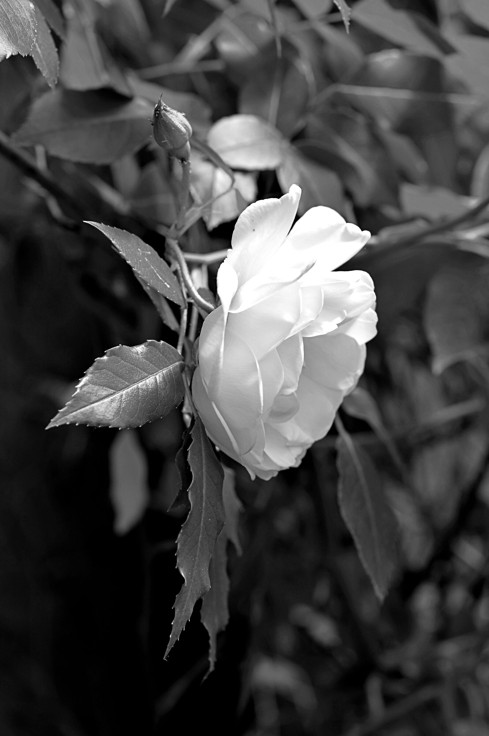 Rosa in bianco e nero