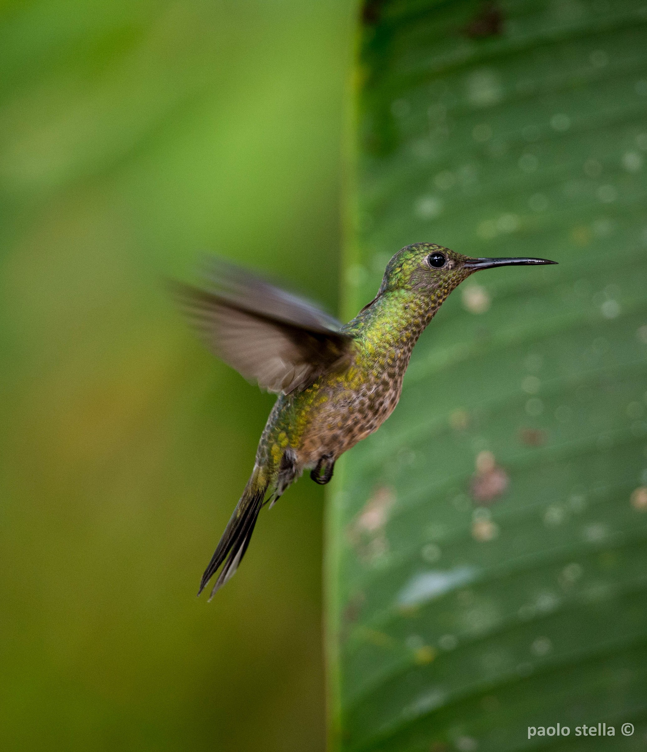 flying - Scaly-breasted Hummingbird