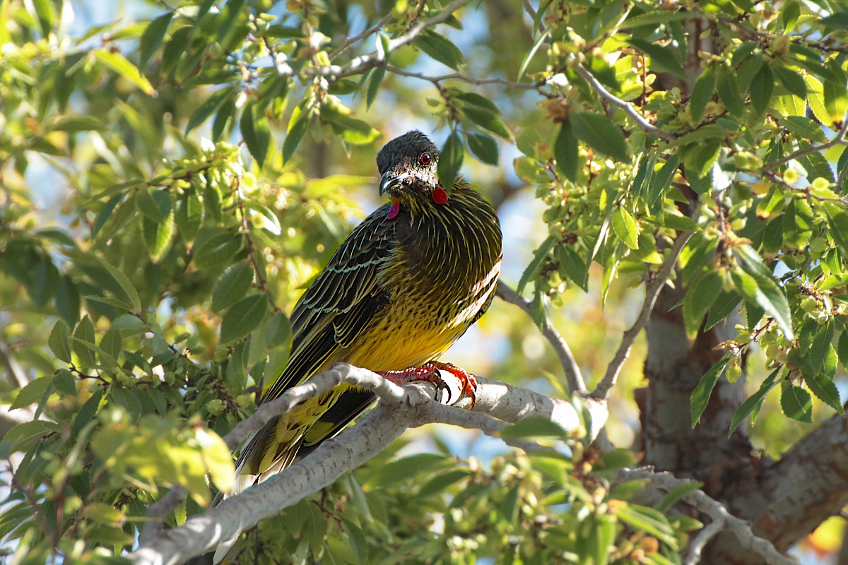 Red Wattlebird Anthochaera carunculata