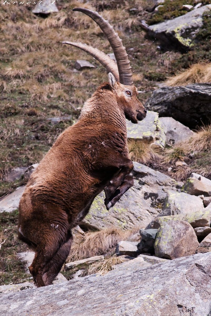 Ibex