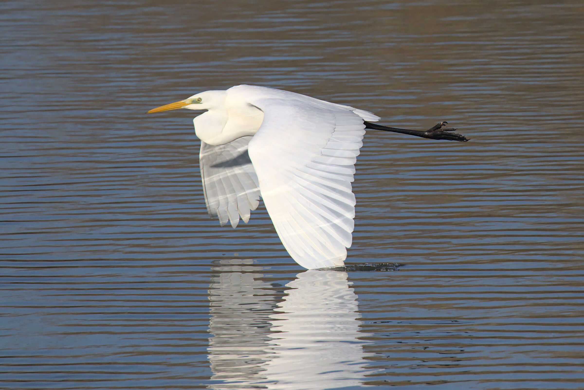 bianco a pelo d'acqua