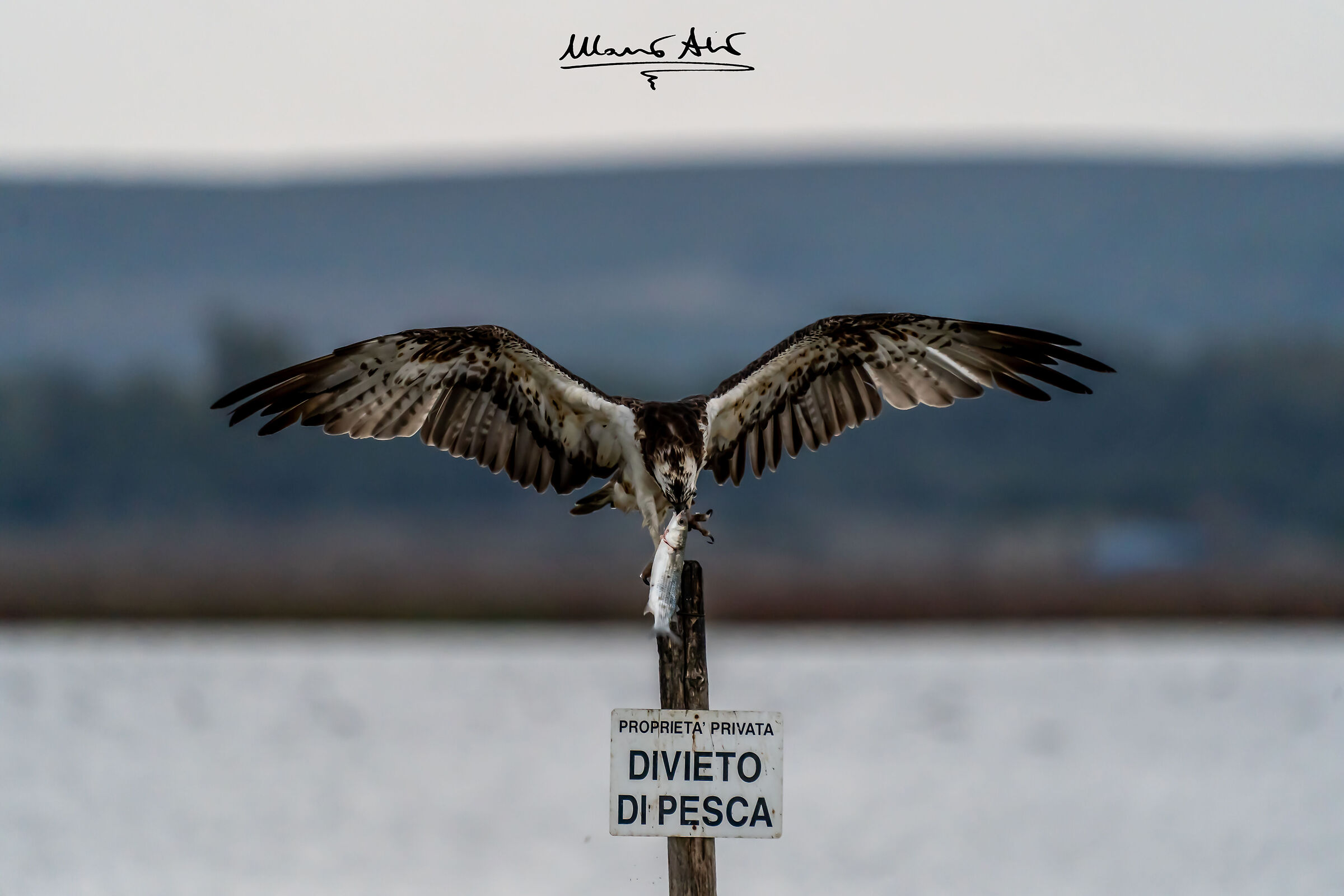 Falco pescatore