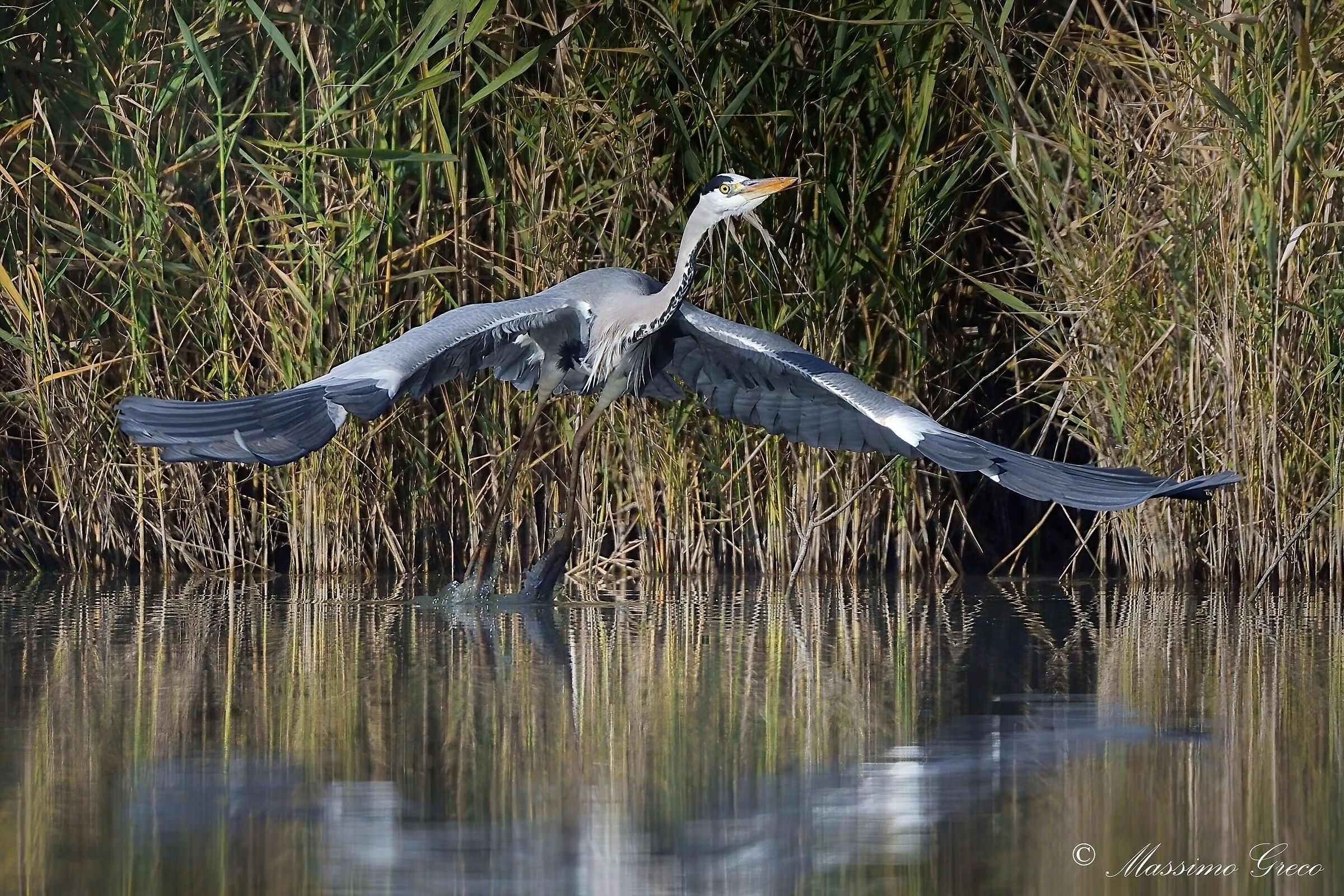 Grey heron taking off