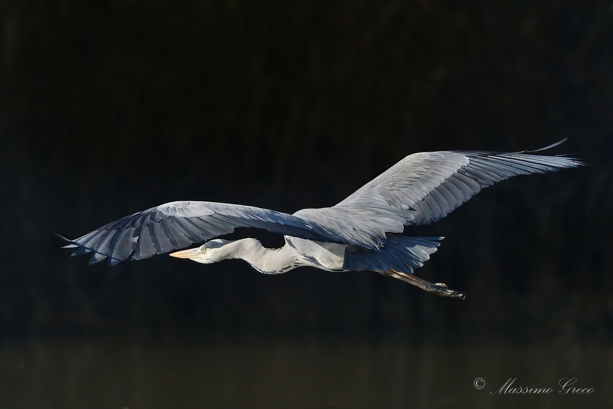 Grey heron