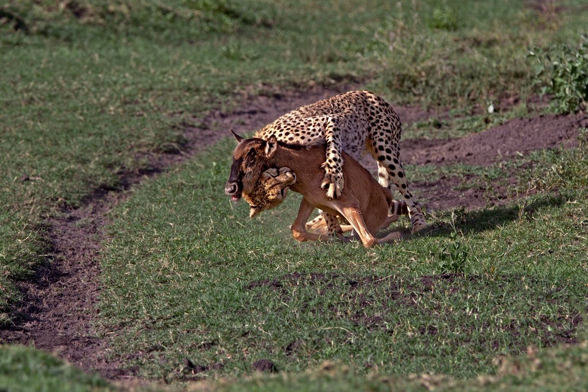 Per favore non mordermi sul collo