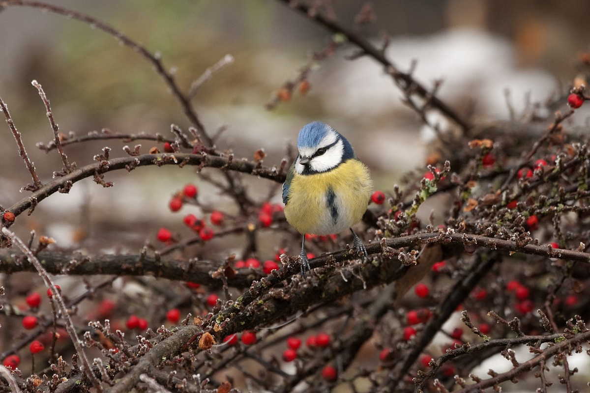 Blue Tit