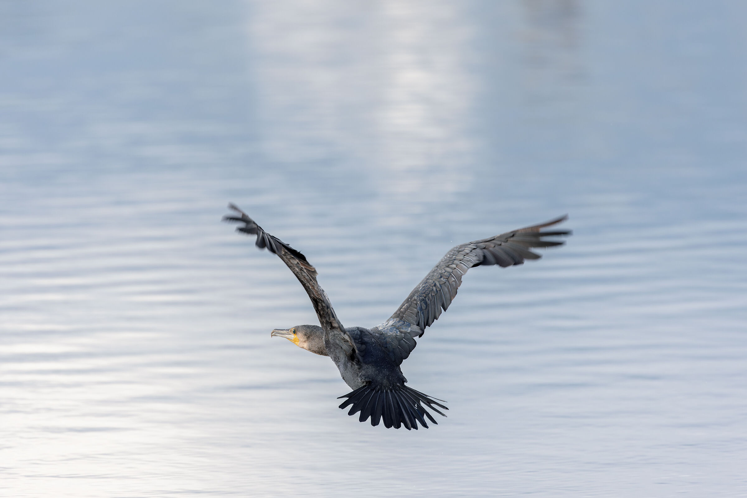 Phalacrocorax carbo