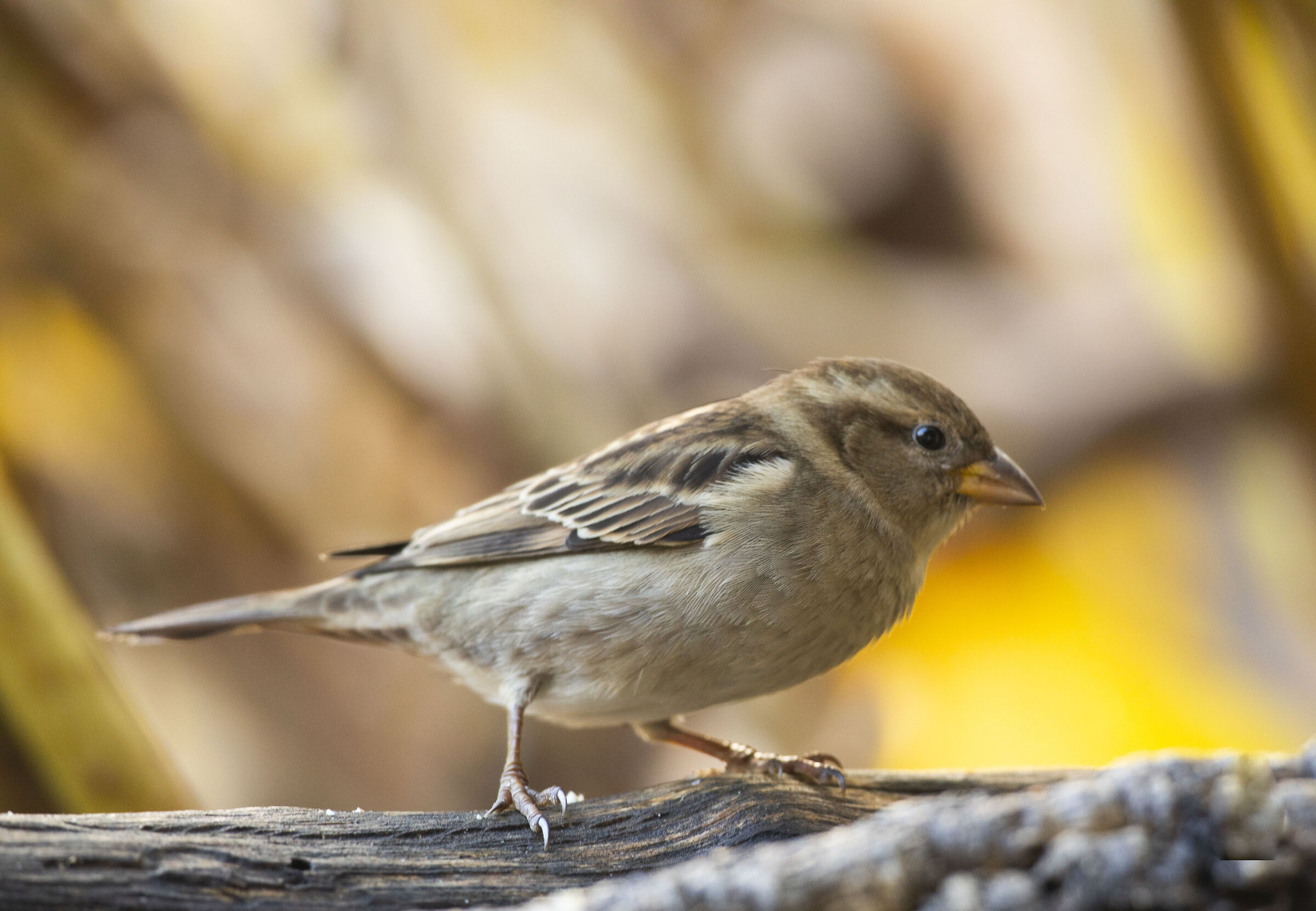 Common sparrow