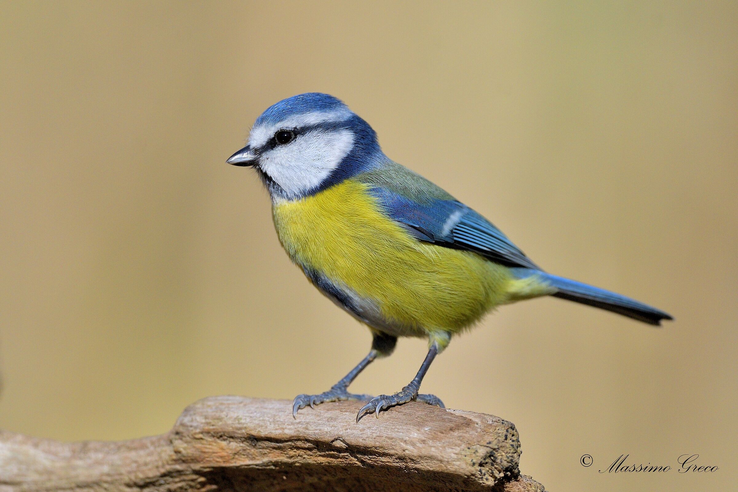 Cinciarella (Cyanistes caeruleus)