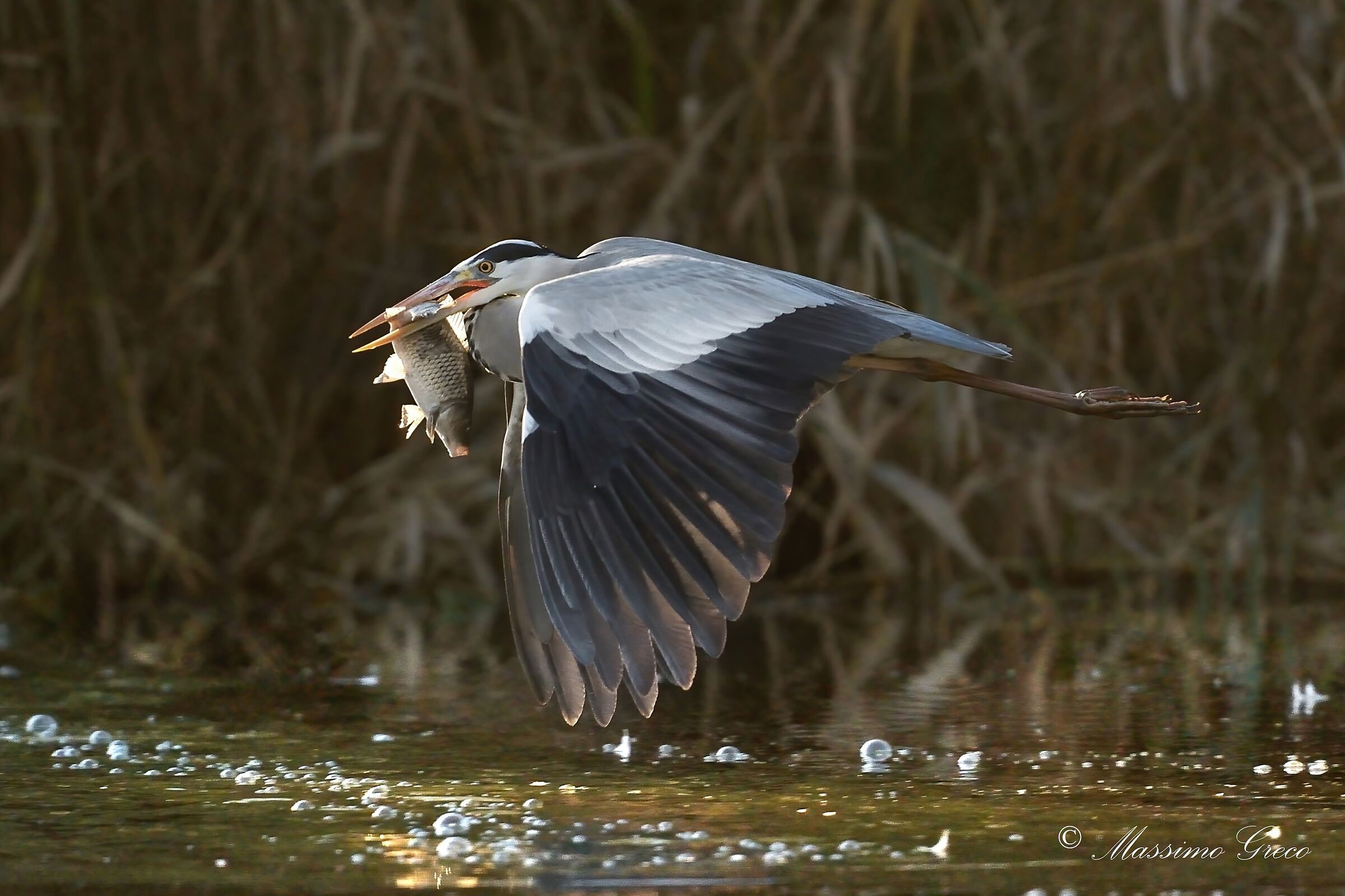 Airone cenerino con preda