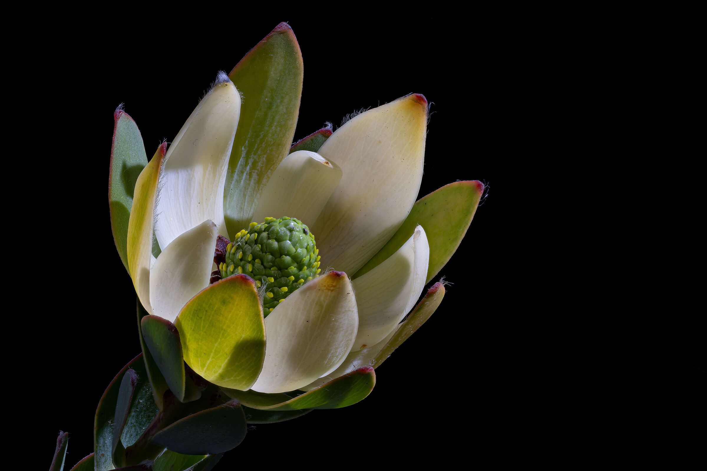 Leucadendron