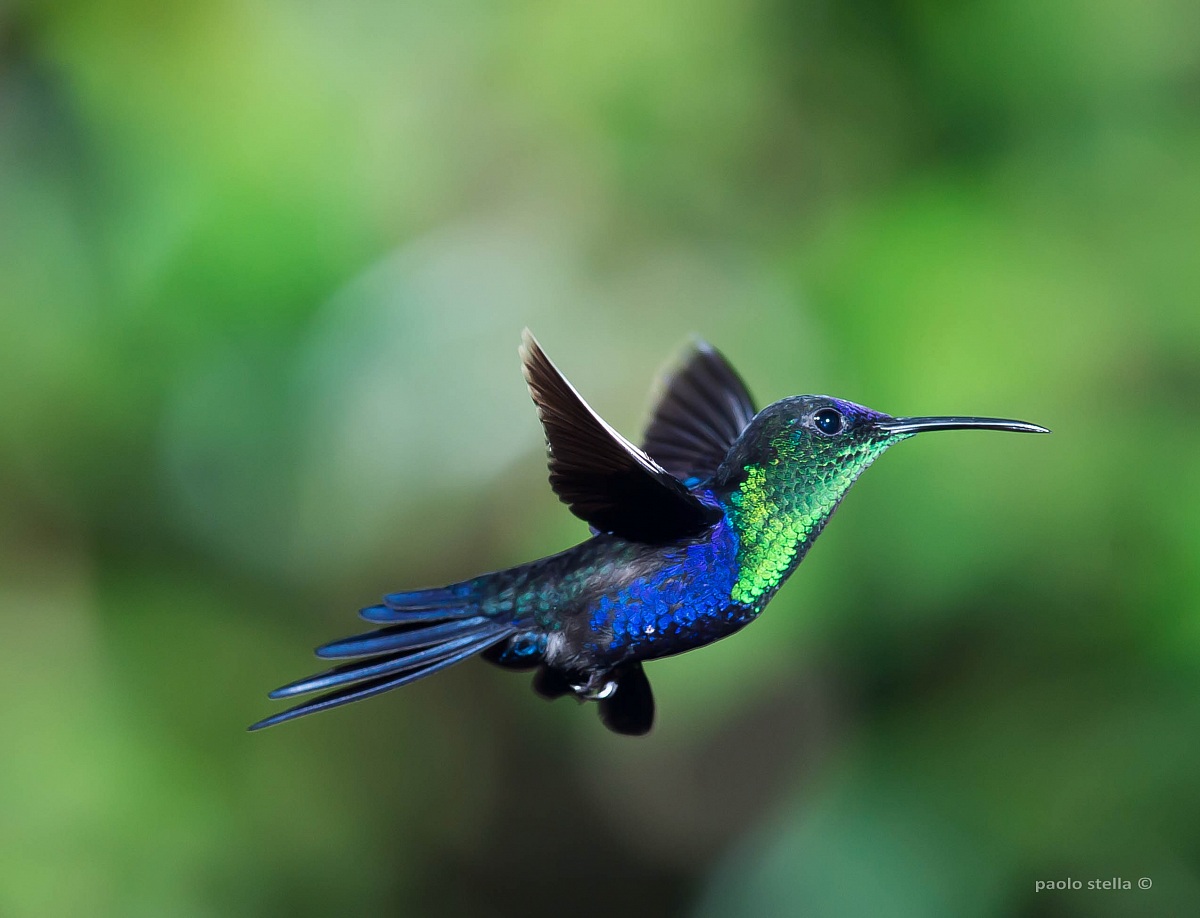 Wood Nymph hummingbird - 5