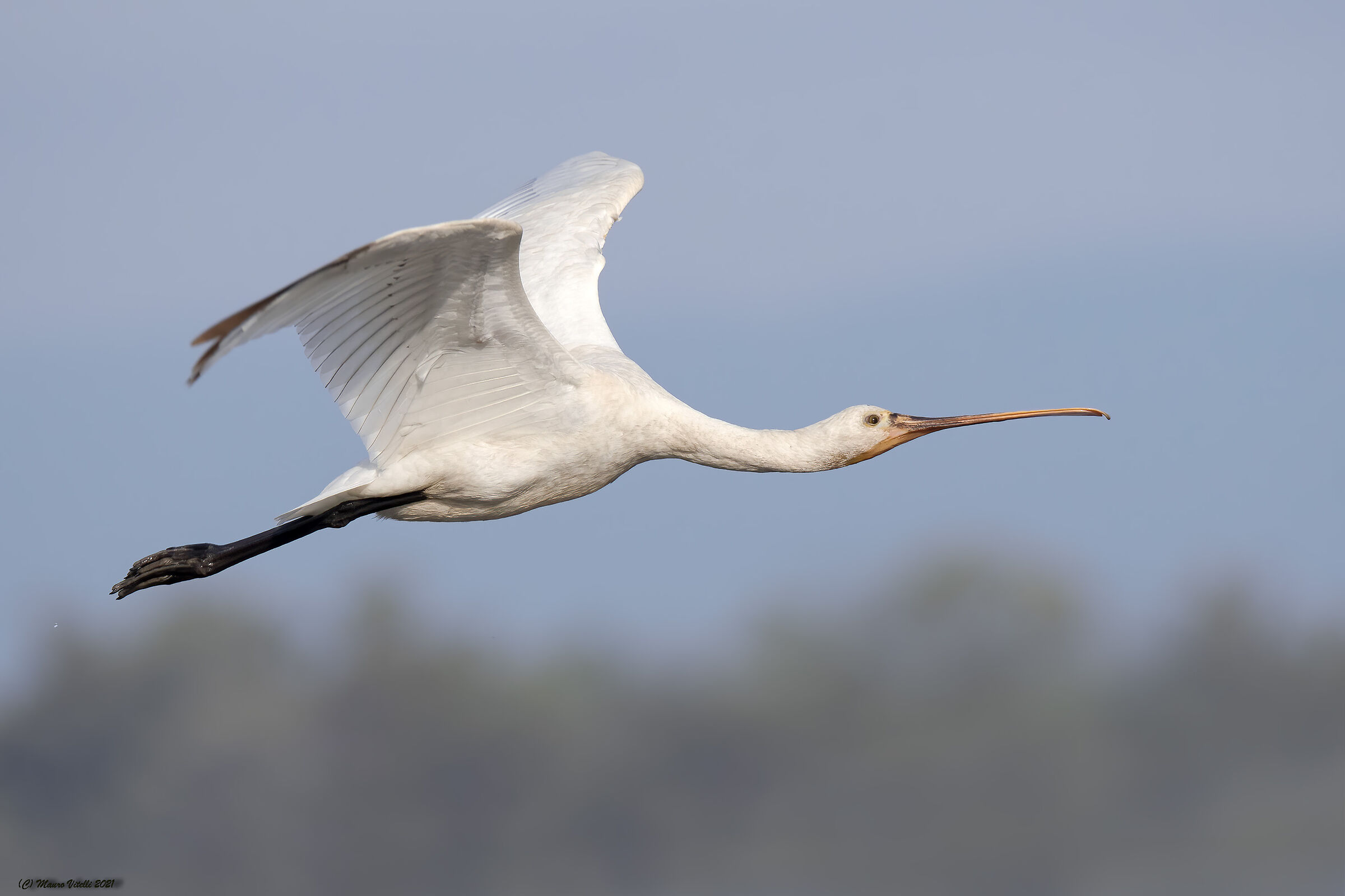 Spatula (Platalea leucorodia)