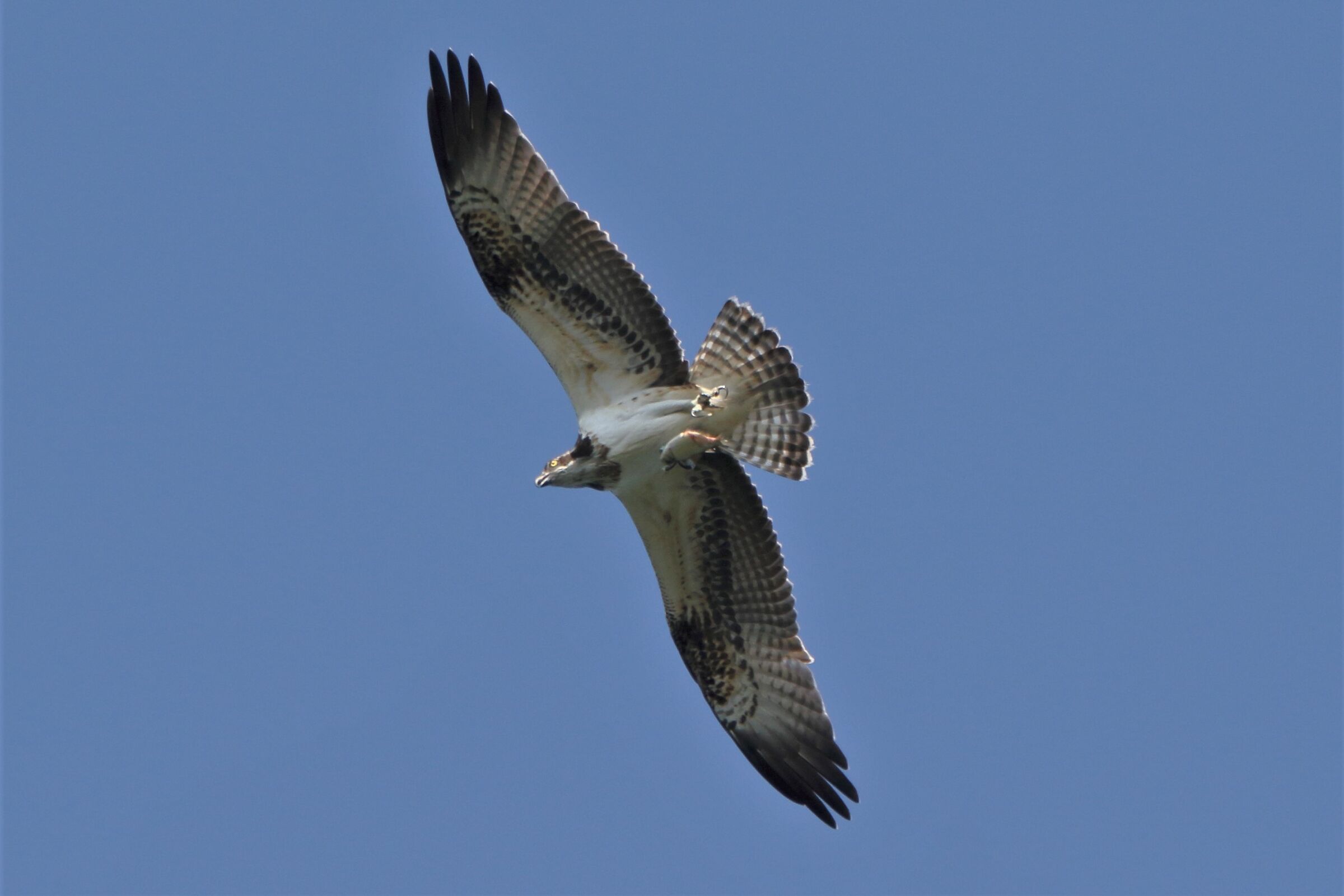 Osprey with prey 263