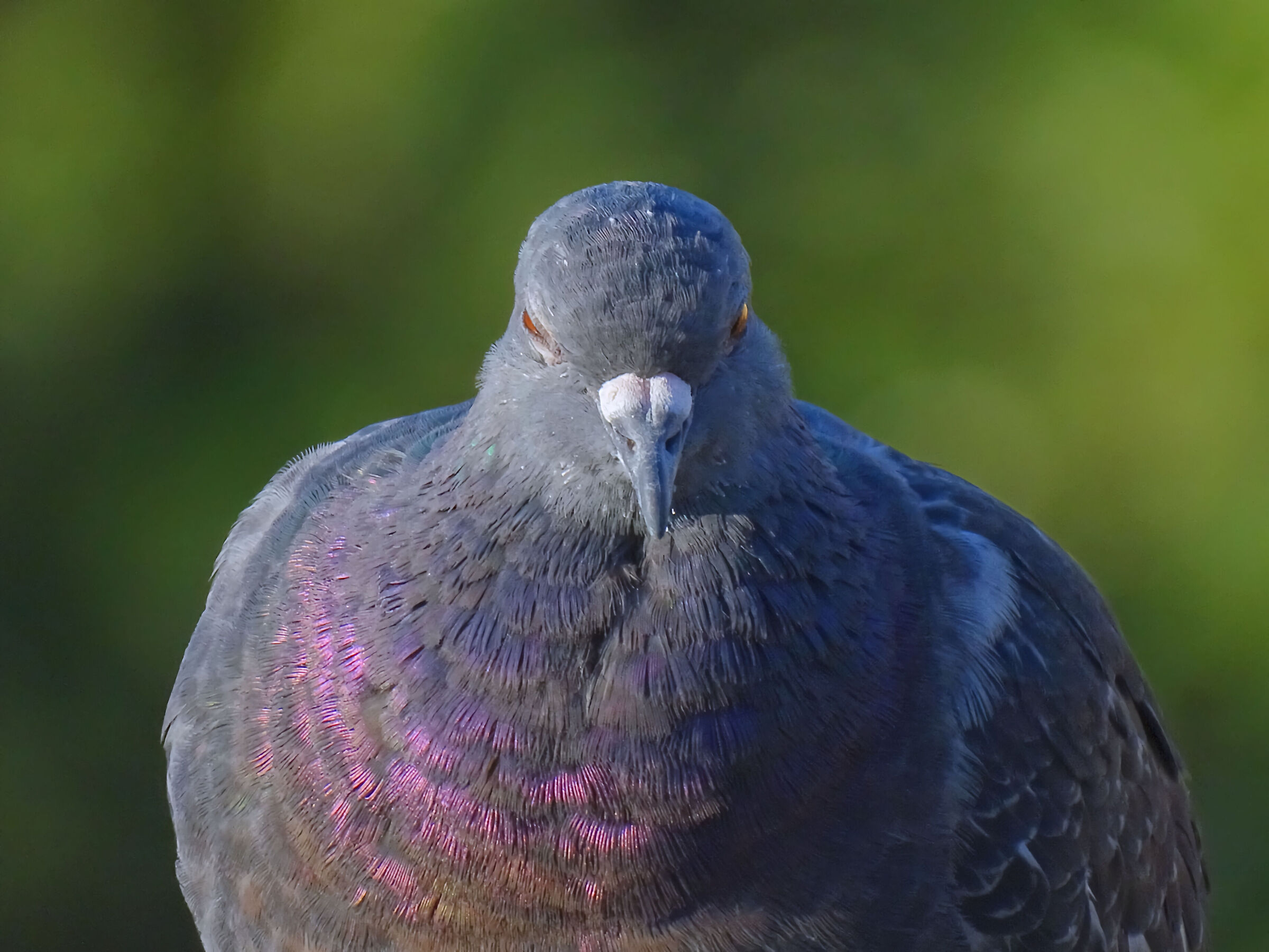 Pigeon portrait