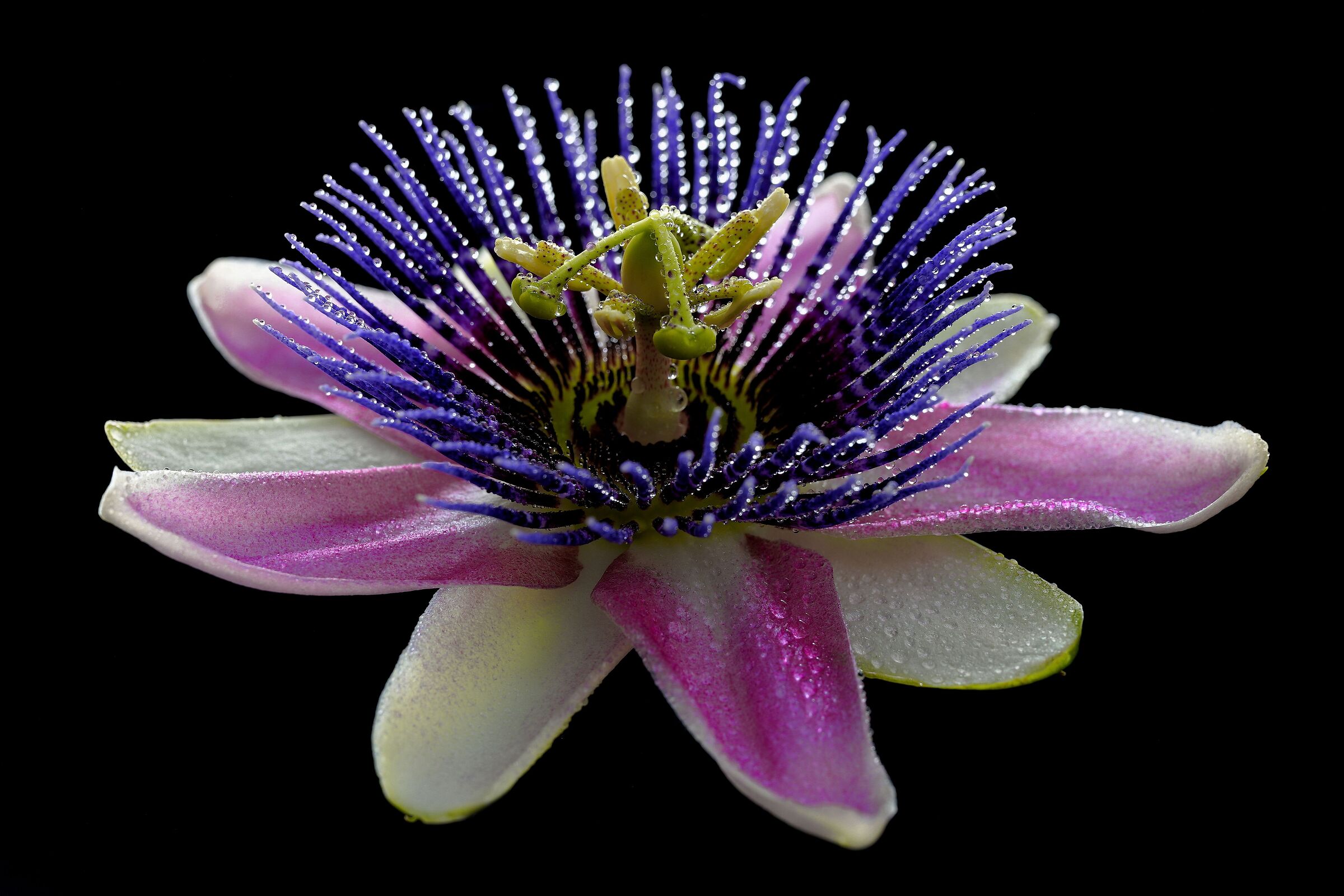 Passiflora